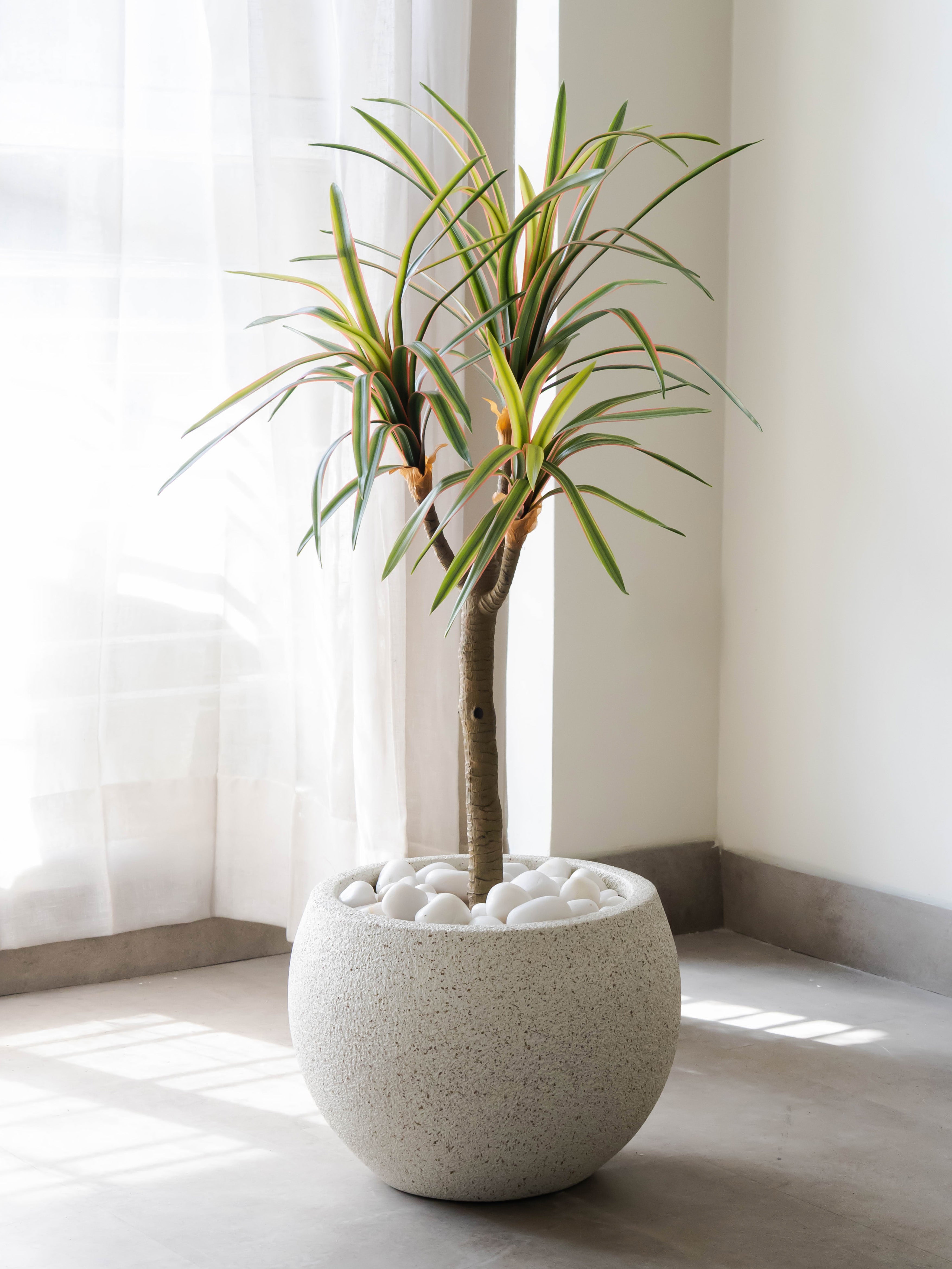 Artificial Dracaena Accent Plant 1.7ft