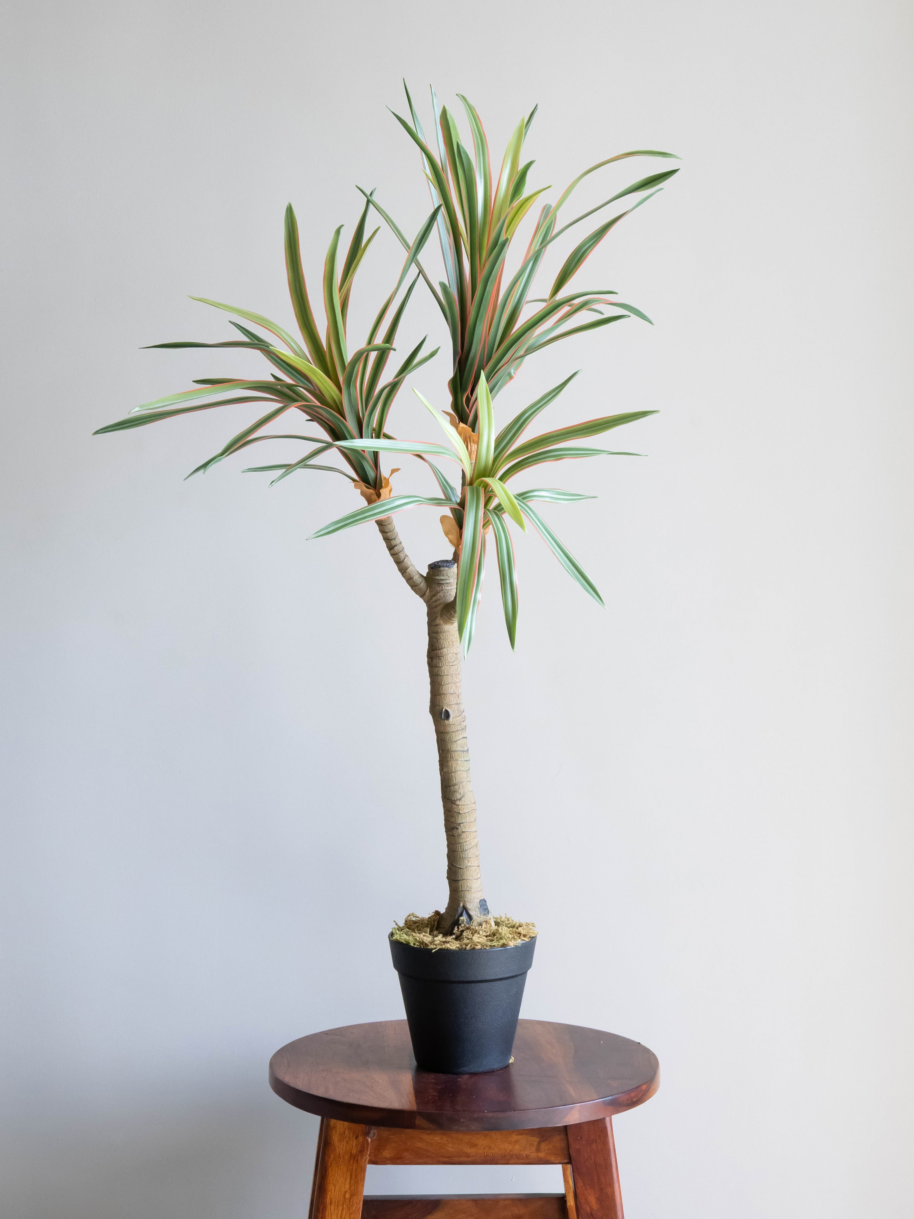 Artificial Dracaena Accent Plant 1.7ft