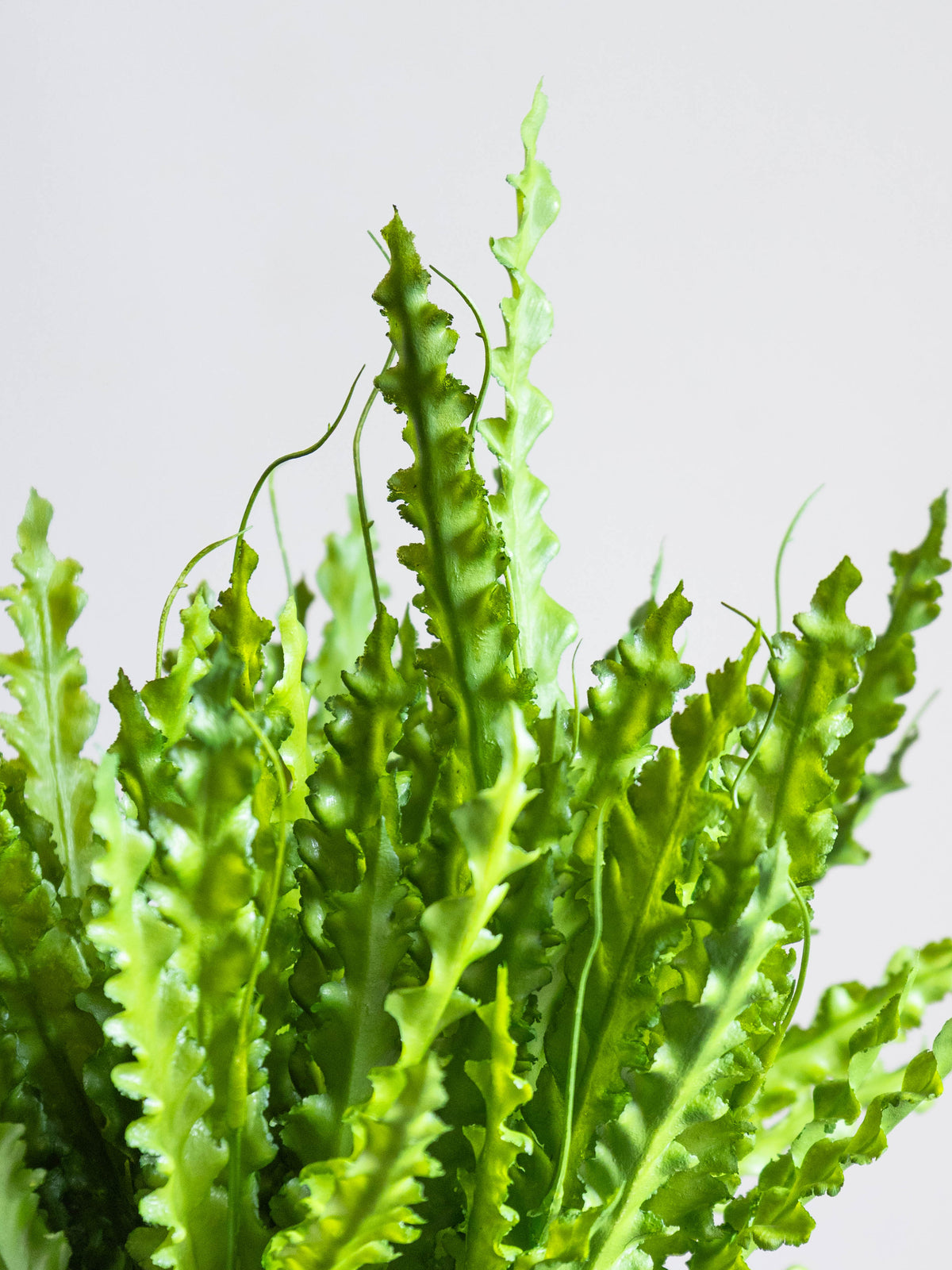 Artificial Ruffled Green Bunch 1.5ft