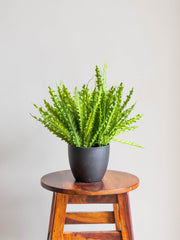 Artificial Ruffled Green Bunch 1.5ft