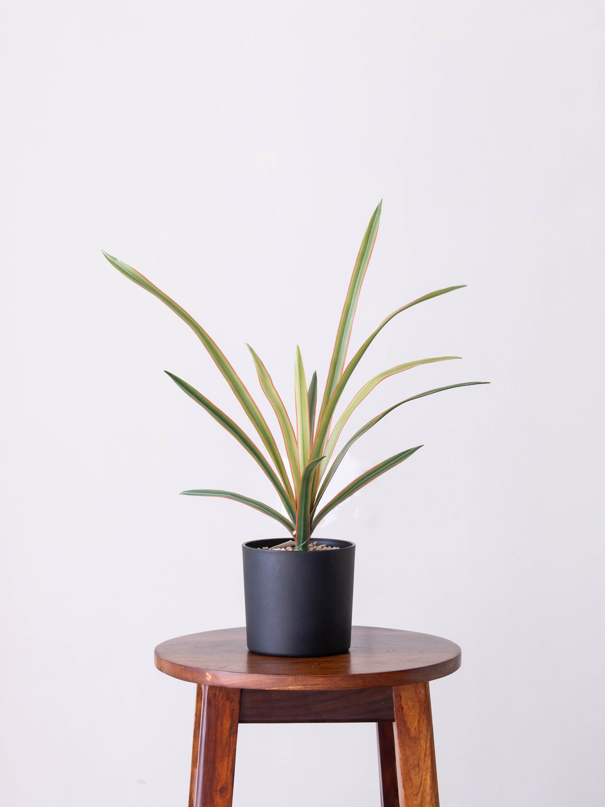 Artificial Coral Grace Dracaena Plant 1.5ft