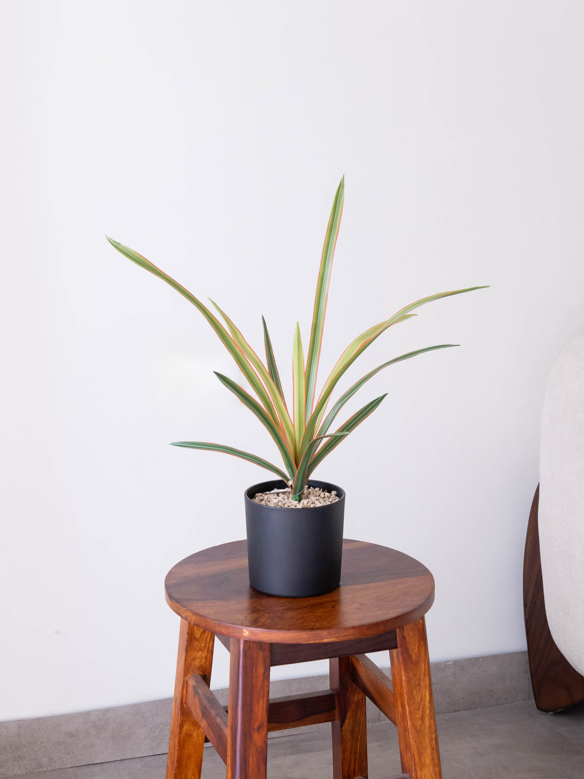 Artificial Coral Grace Dracaena Plant 1.5ft
