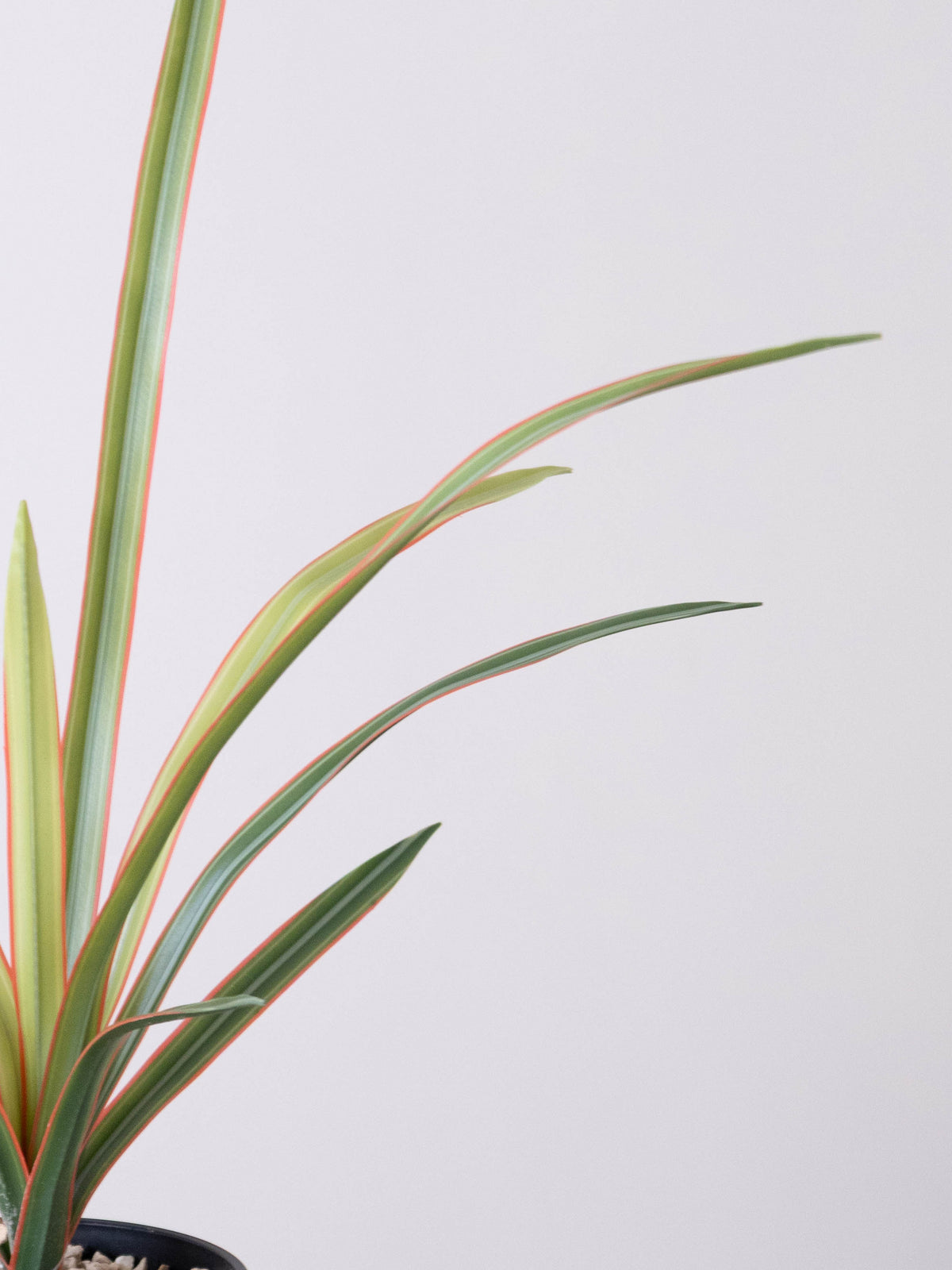 Artificial Coral Grace Dracaena Plant 1.5ft