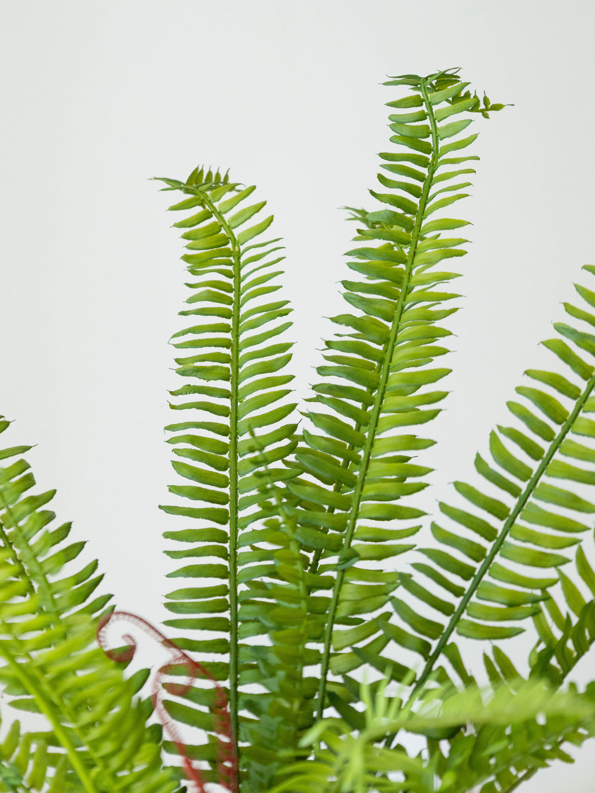 Artificial Fern Reverie Bunch 1.7ft