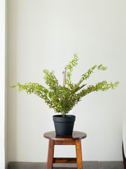 Artificial Wild Ripple Fern Plant 2.2ft