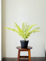 Artificial Wild Spiral Fern Plant 2.2ft