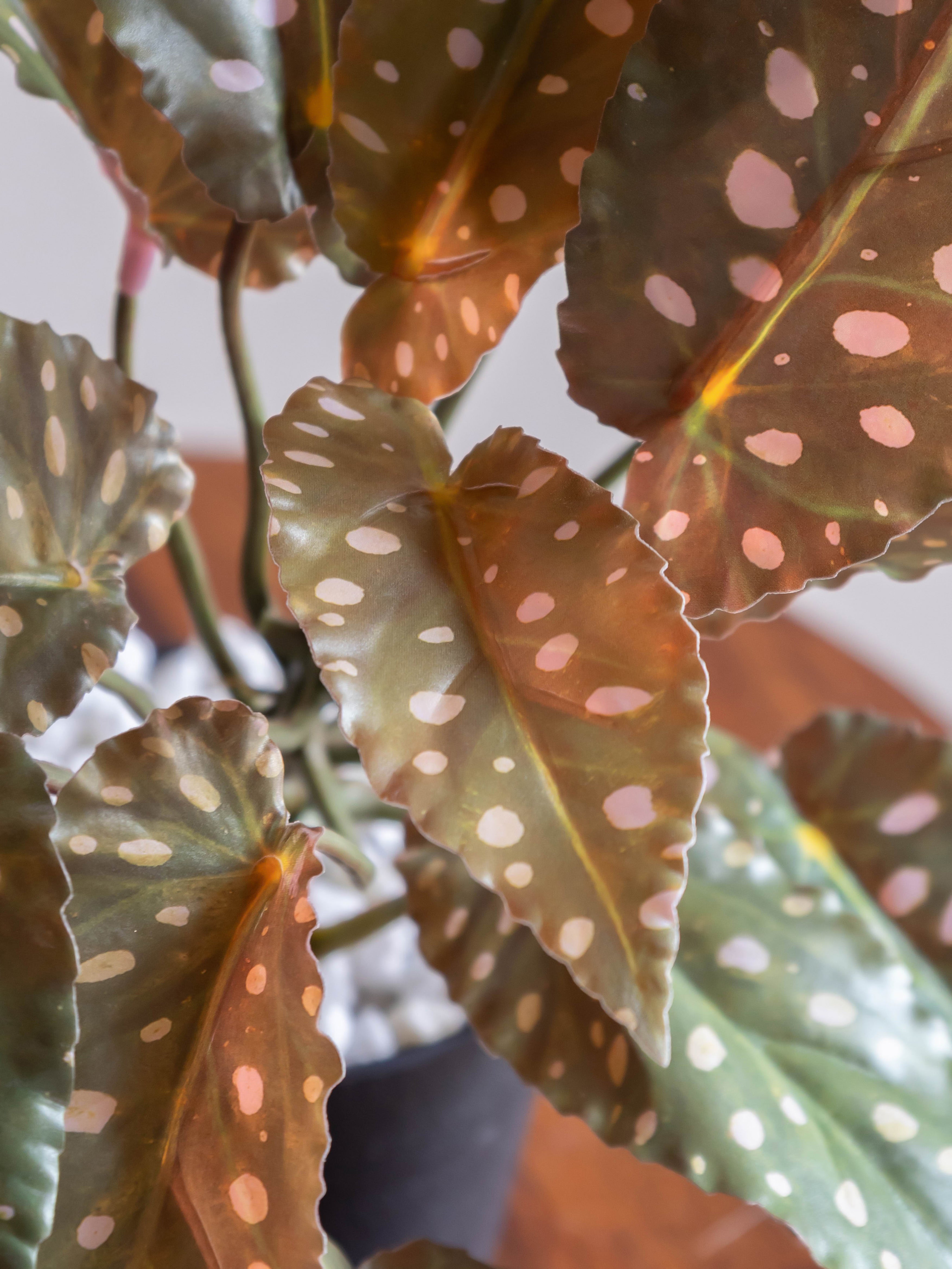 Artificial Green Begonia Leaf Creeper 50cm