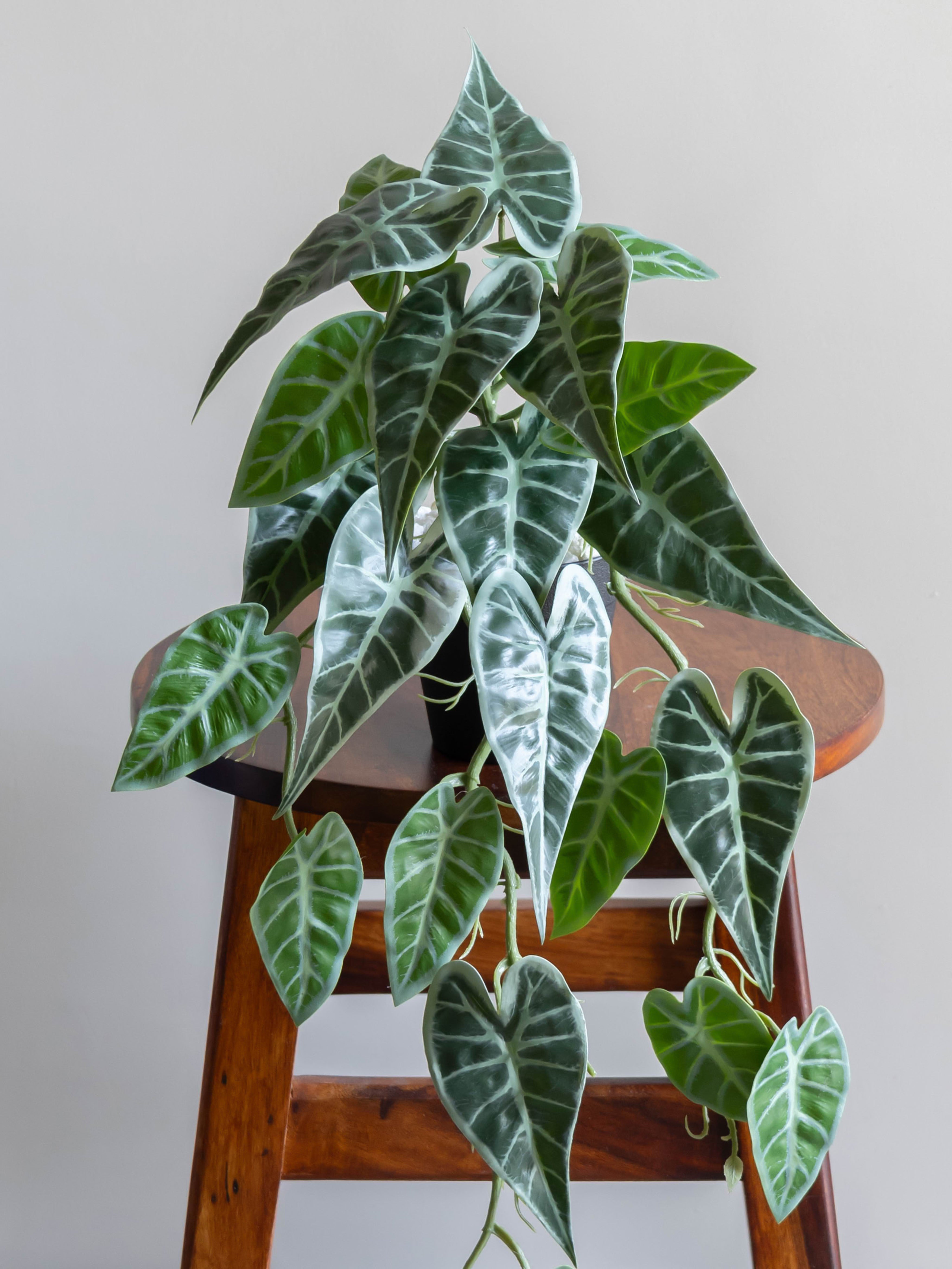 Artificial Alocasia Creeper 50cm