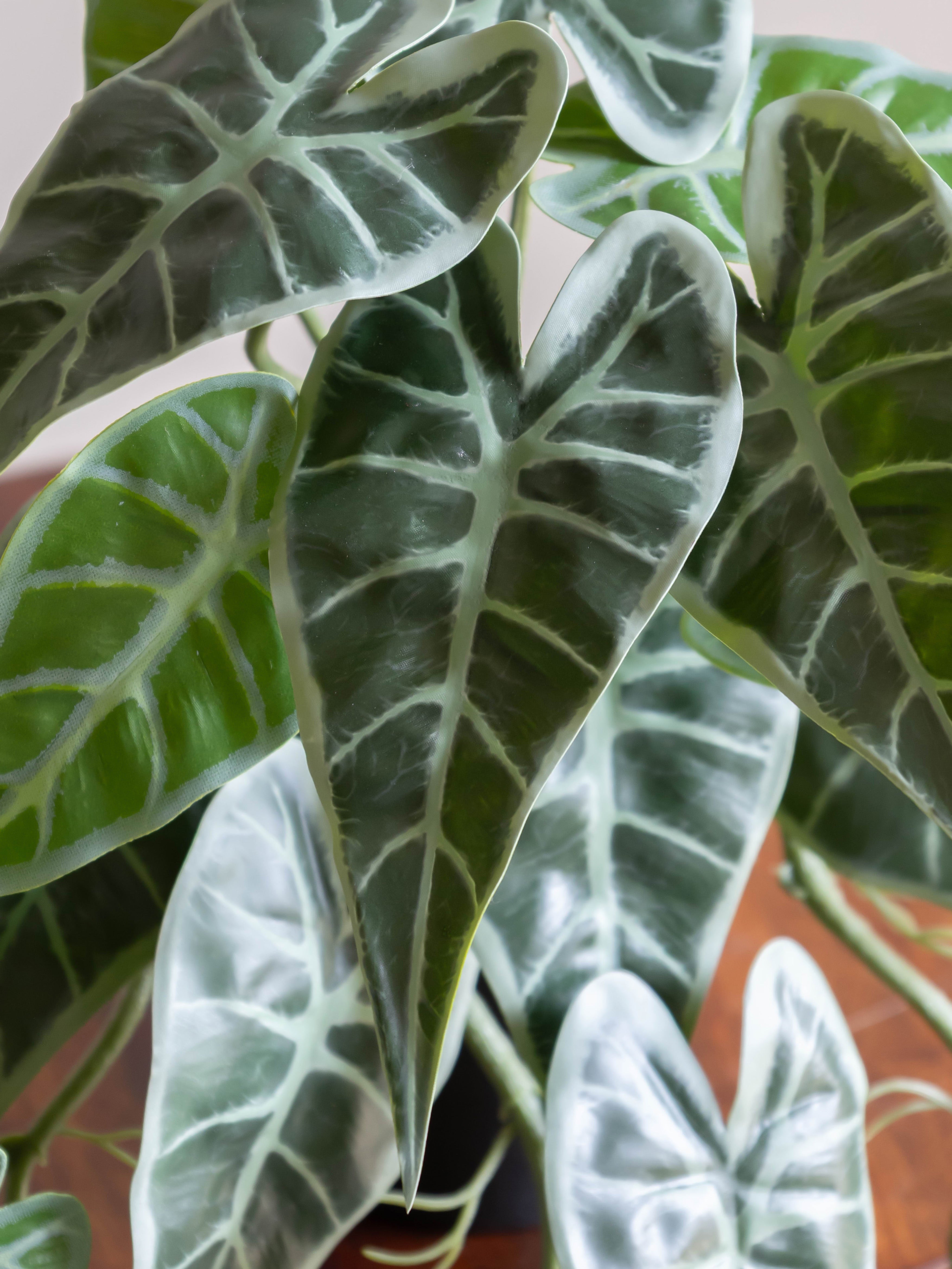 Artificial Alocasia Creeper 50cm