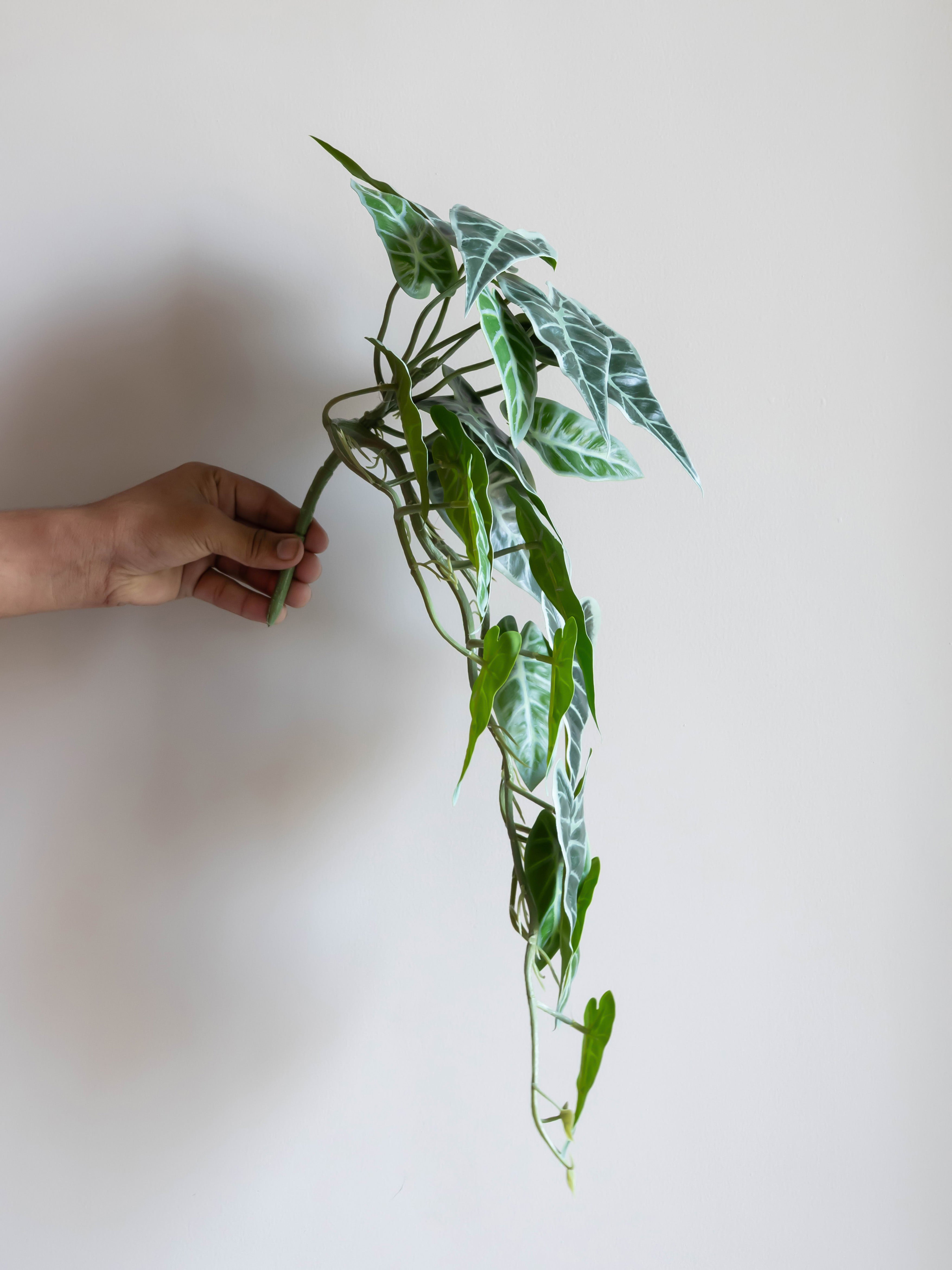 Artificial Alocasia Creeper 50cm