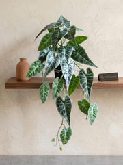 Artificial Alocasia Creeper 50cm