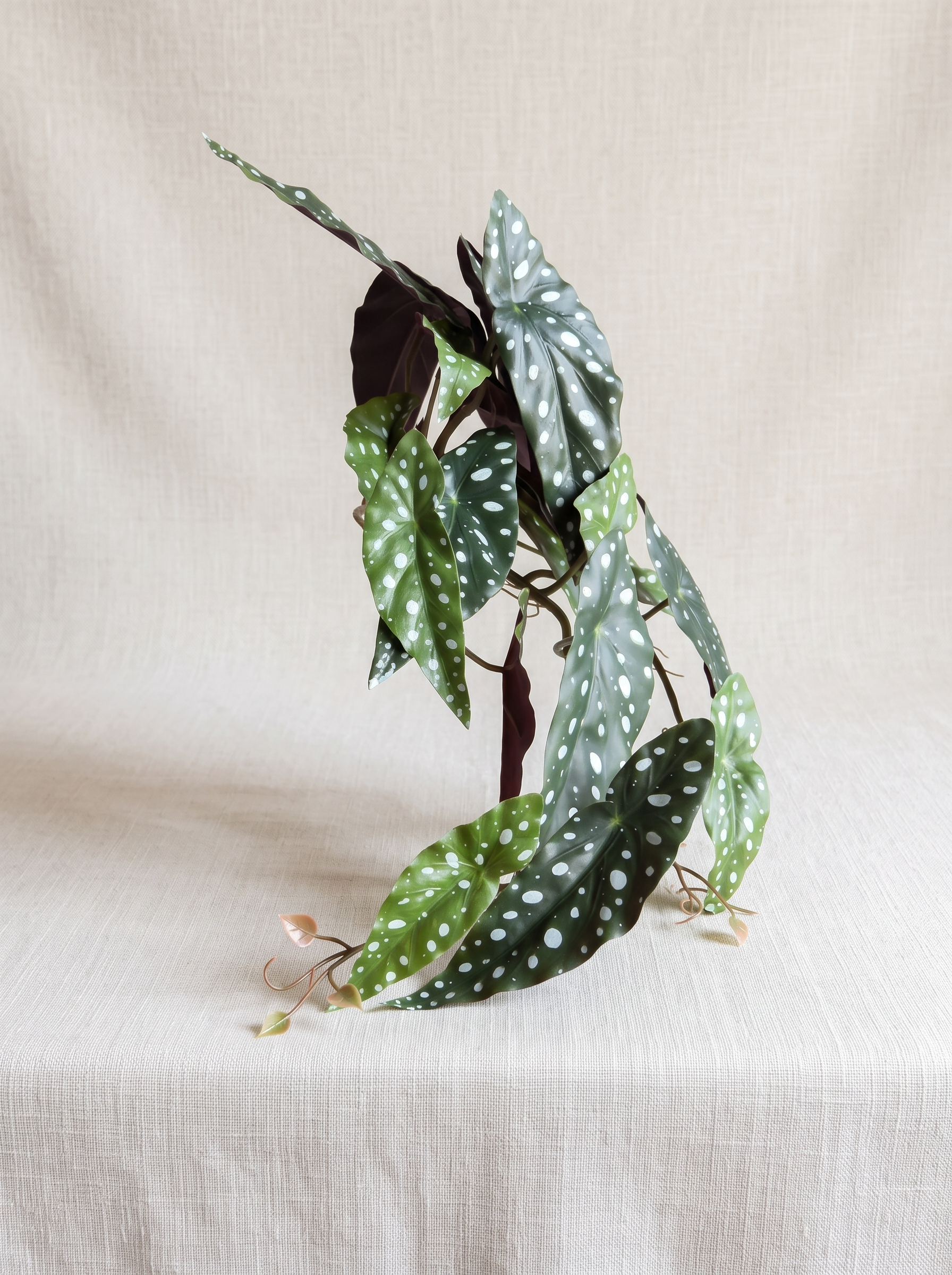 Artificial Spotted Begonia Creeper 50cm