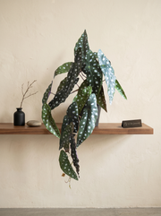 Artificial Spotted Begonia Creeper 50cm