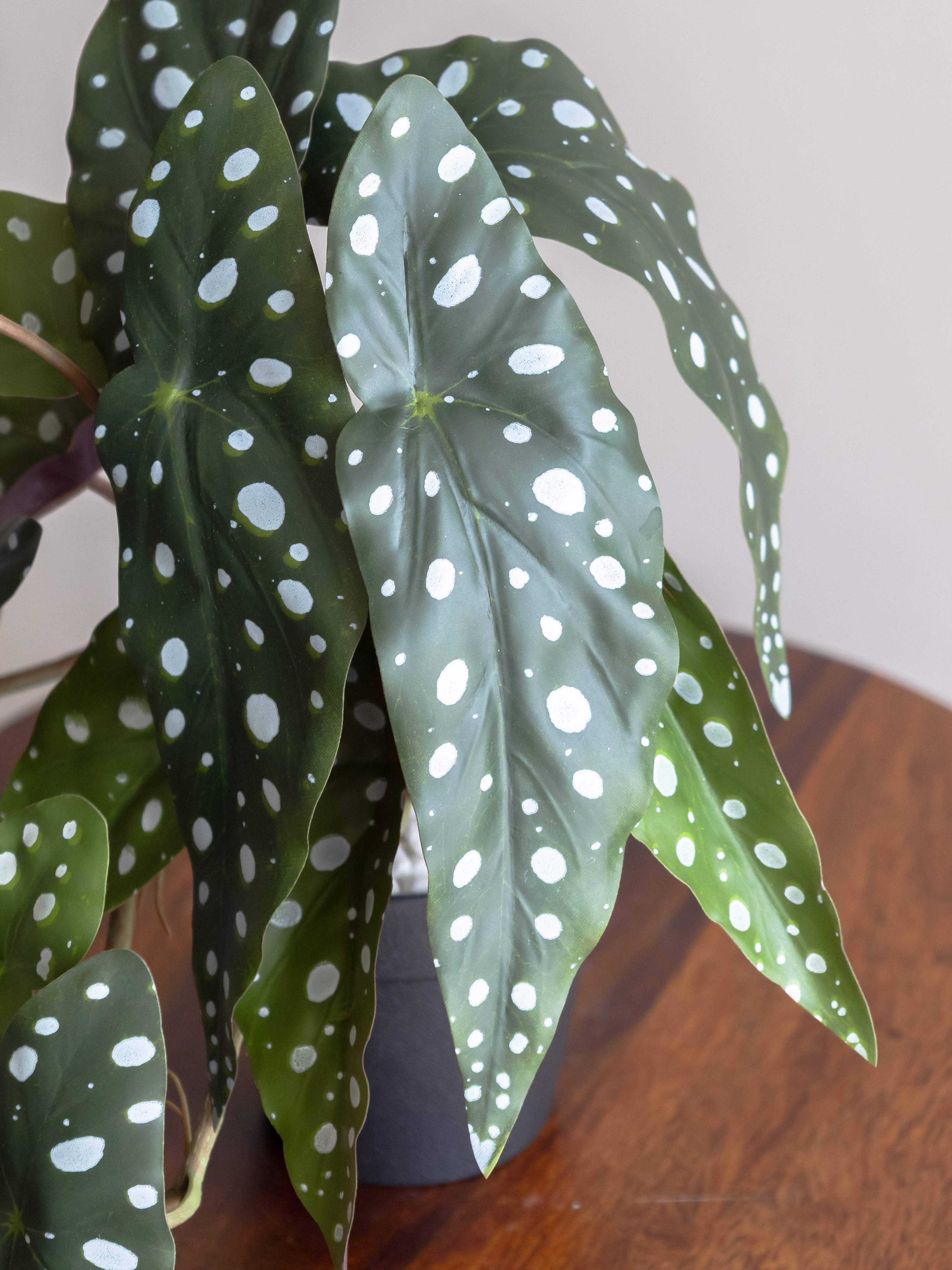 Artificial Spotted Begonia Creeper 50cm