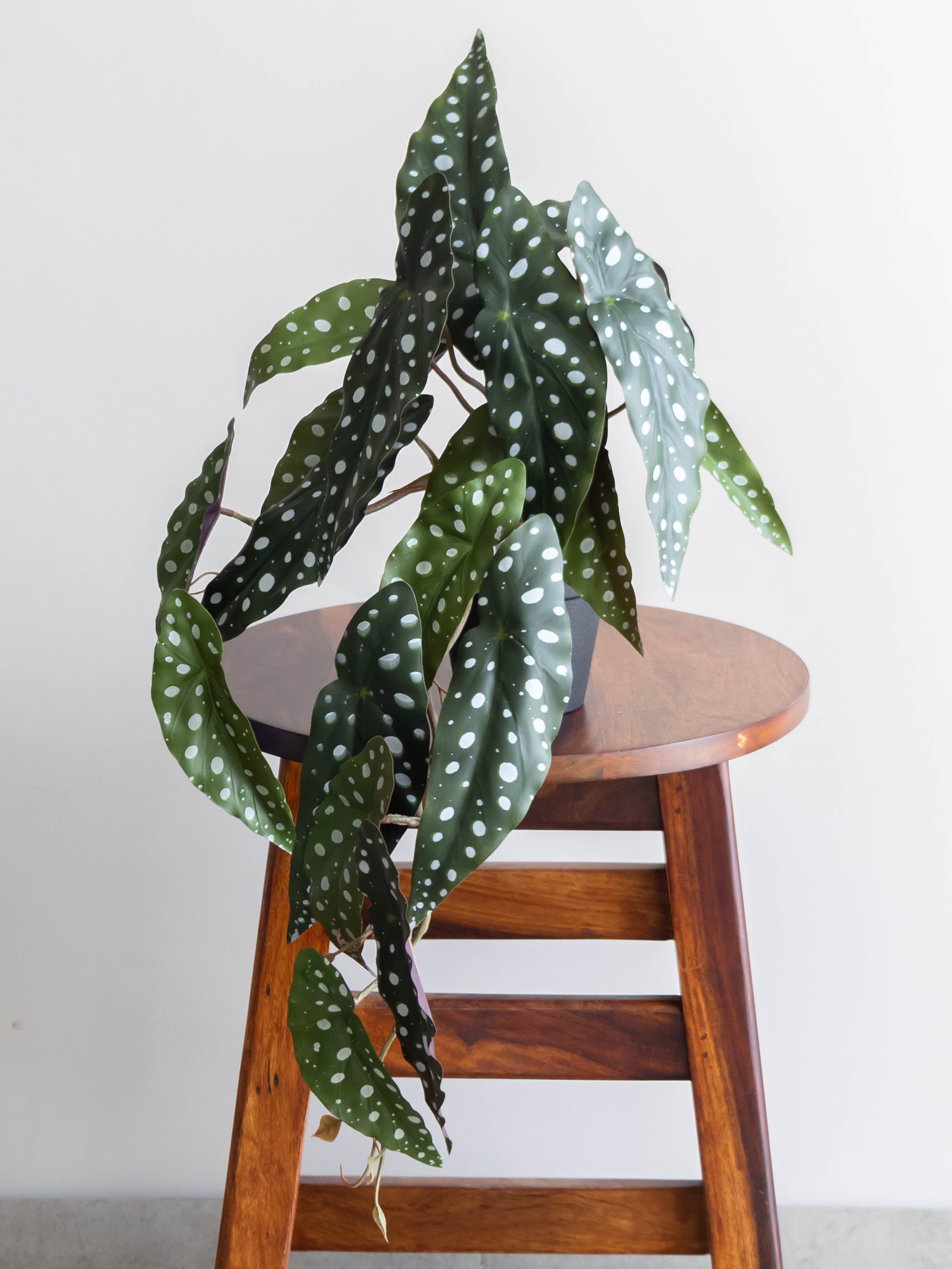 Artificial Spotted Begonia Creeper 50cm