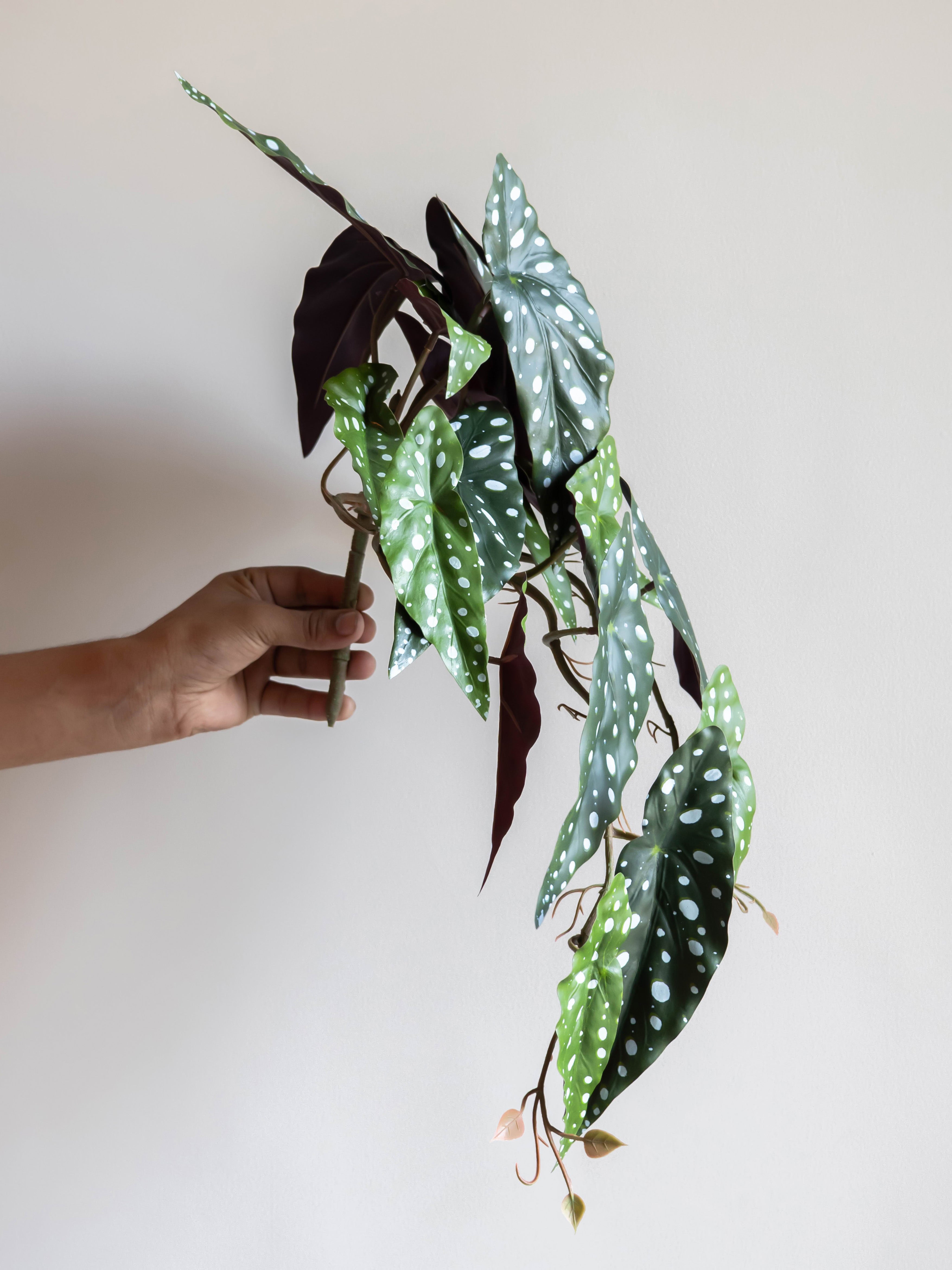 Artificial Spotted Begonia Creeper 50cm
