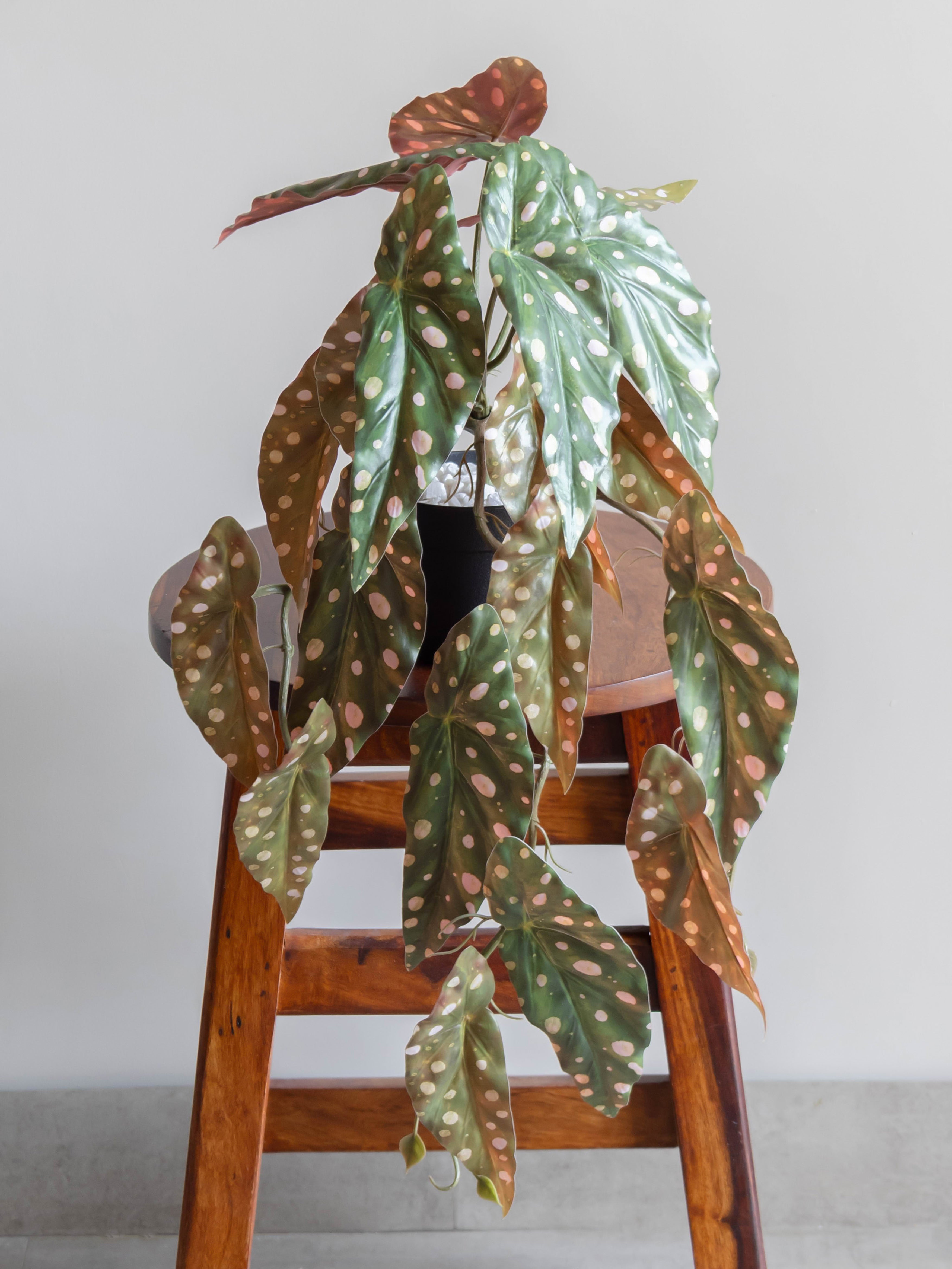Artificial Polka Dot Begonia Creeper 50cm