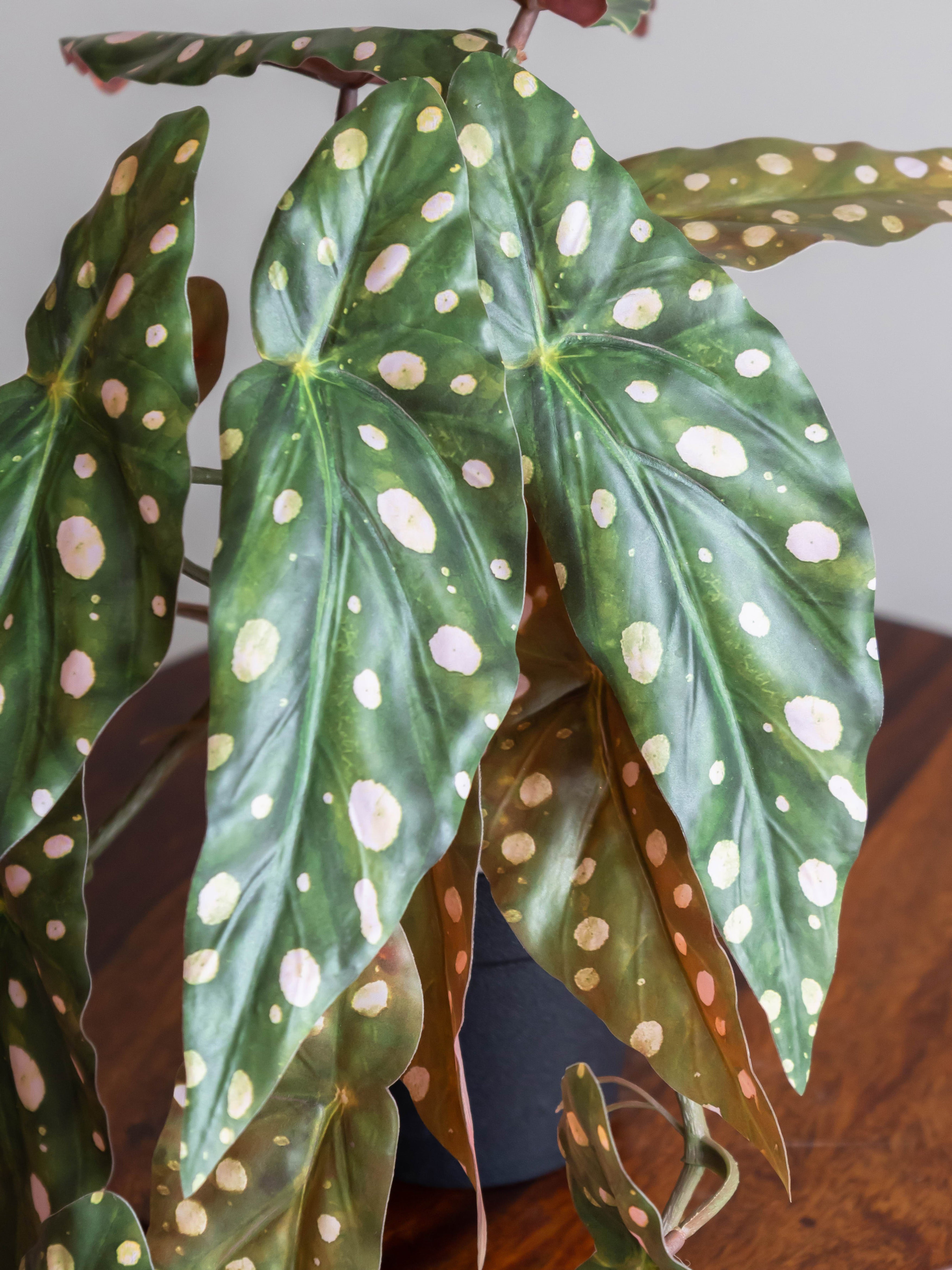 Artificial Polka Dot Begonia Creeper 50cm