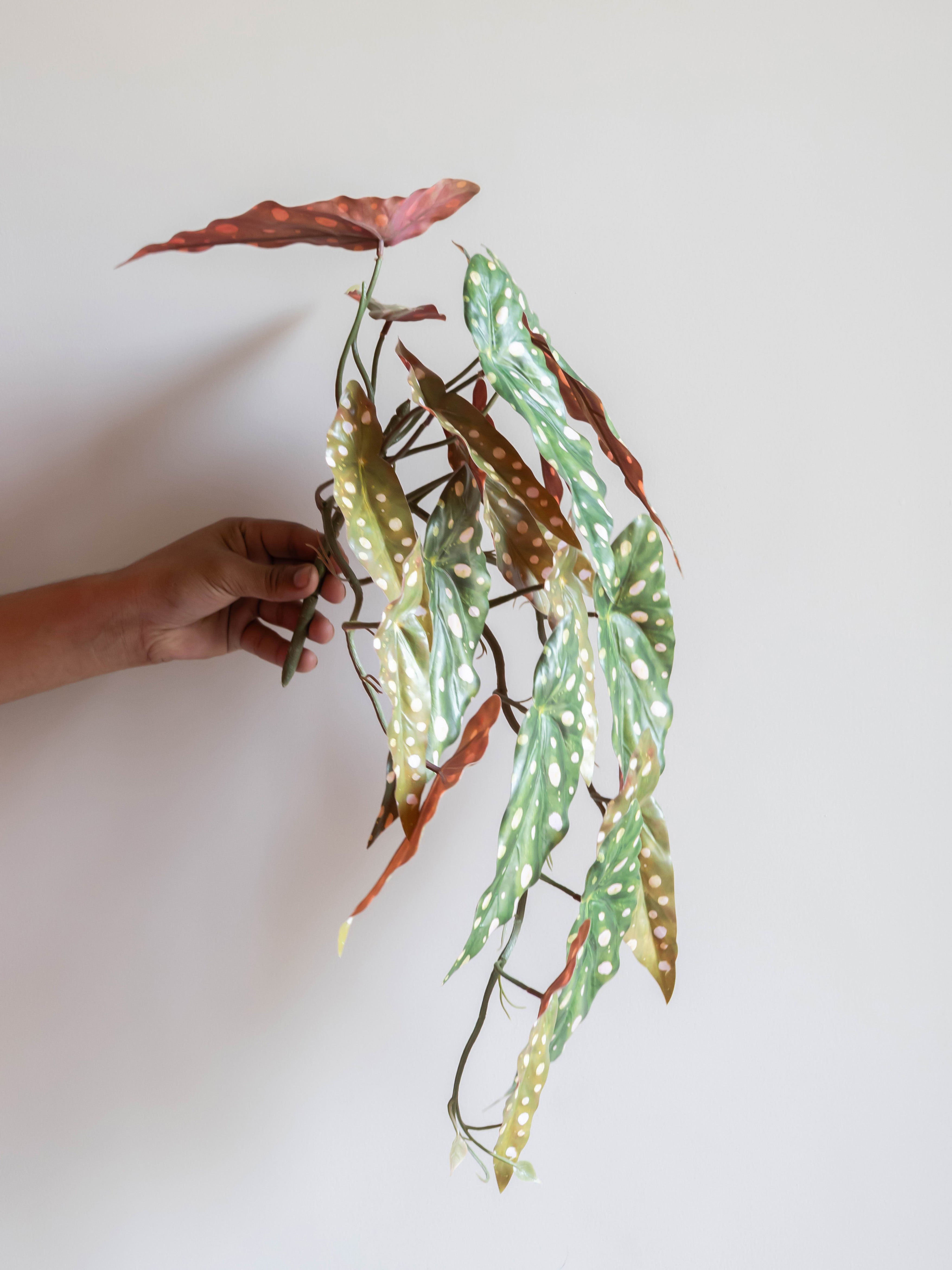 Artificial Polka Dot Begonia Creeper 50cm