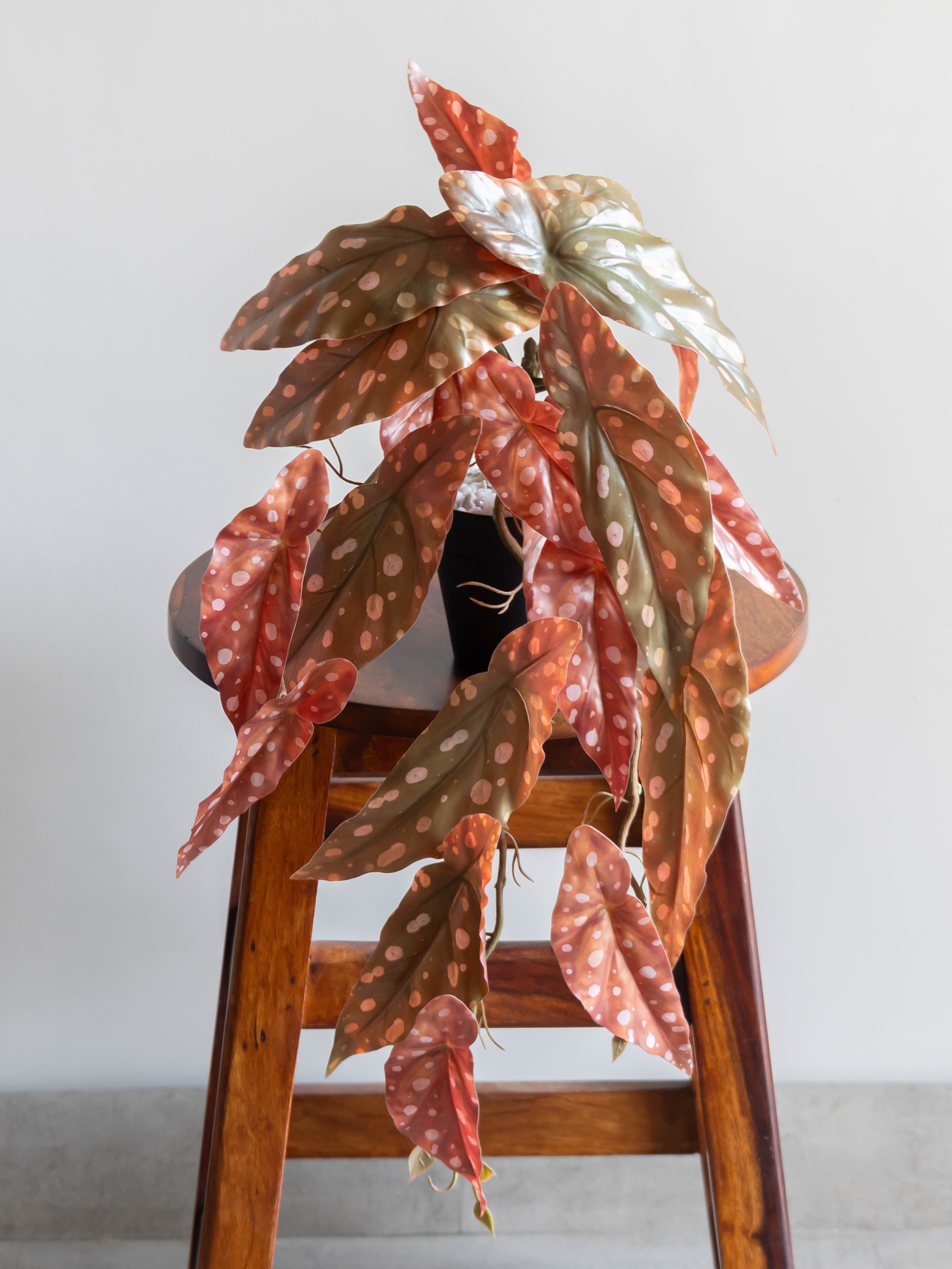 Artificial Autumn Polka Dot Begonia Creeper 50cm