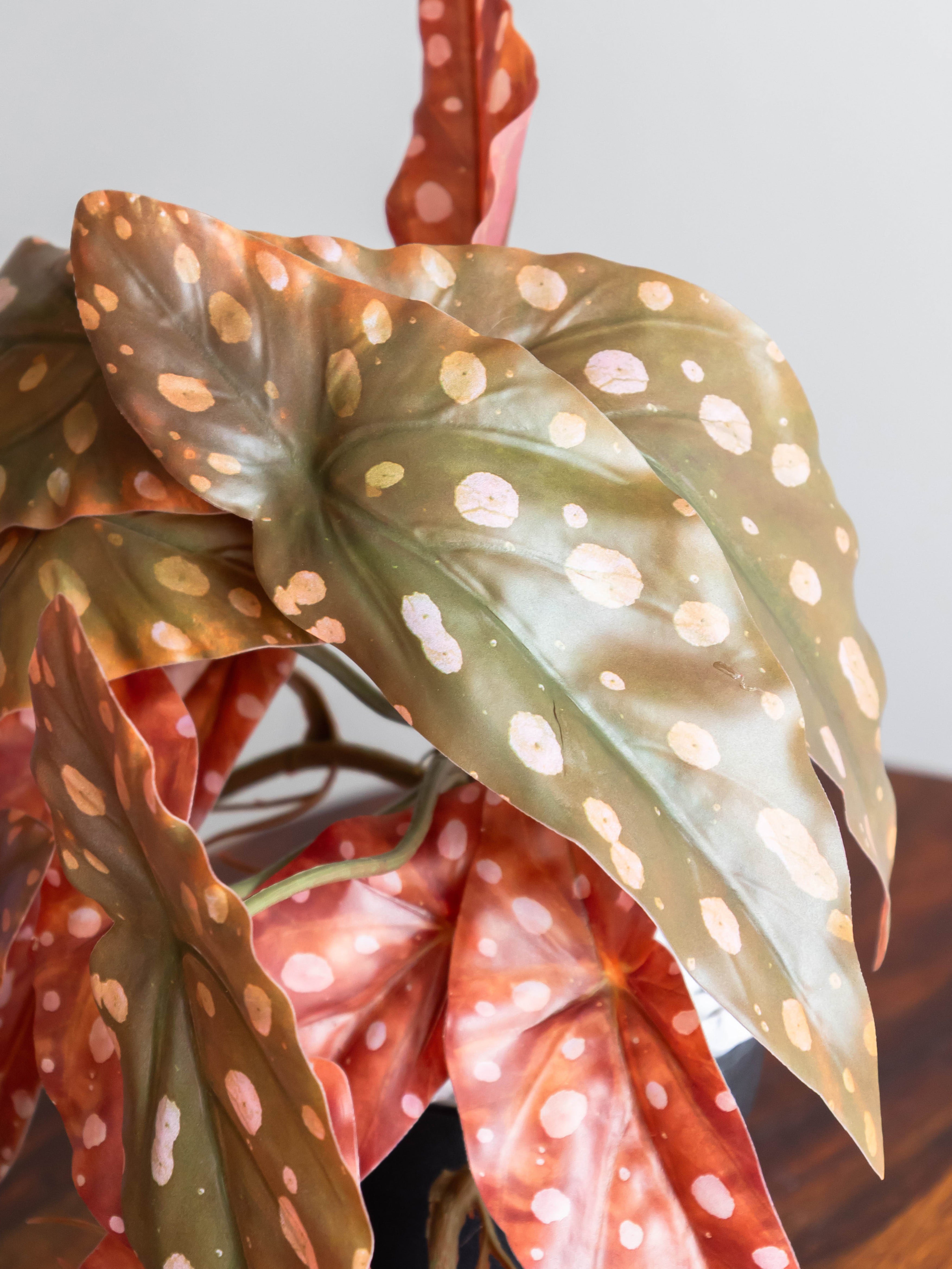 Artificial Autumn Polka Dot Begonia Creeper 50cm