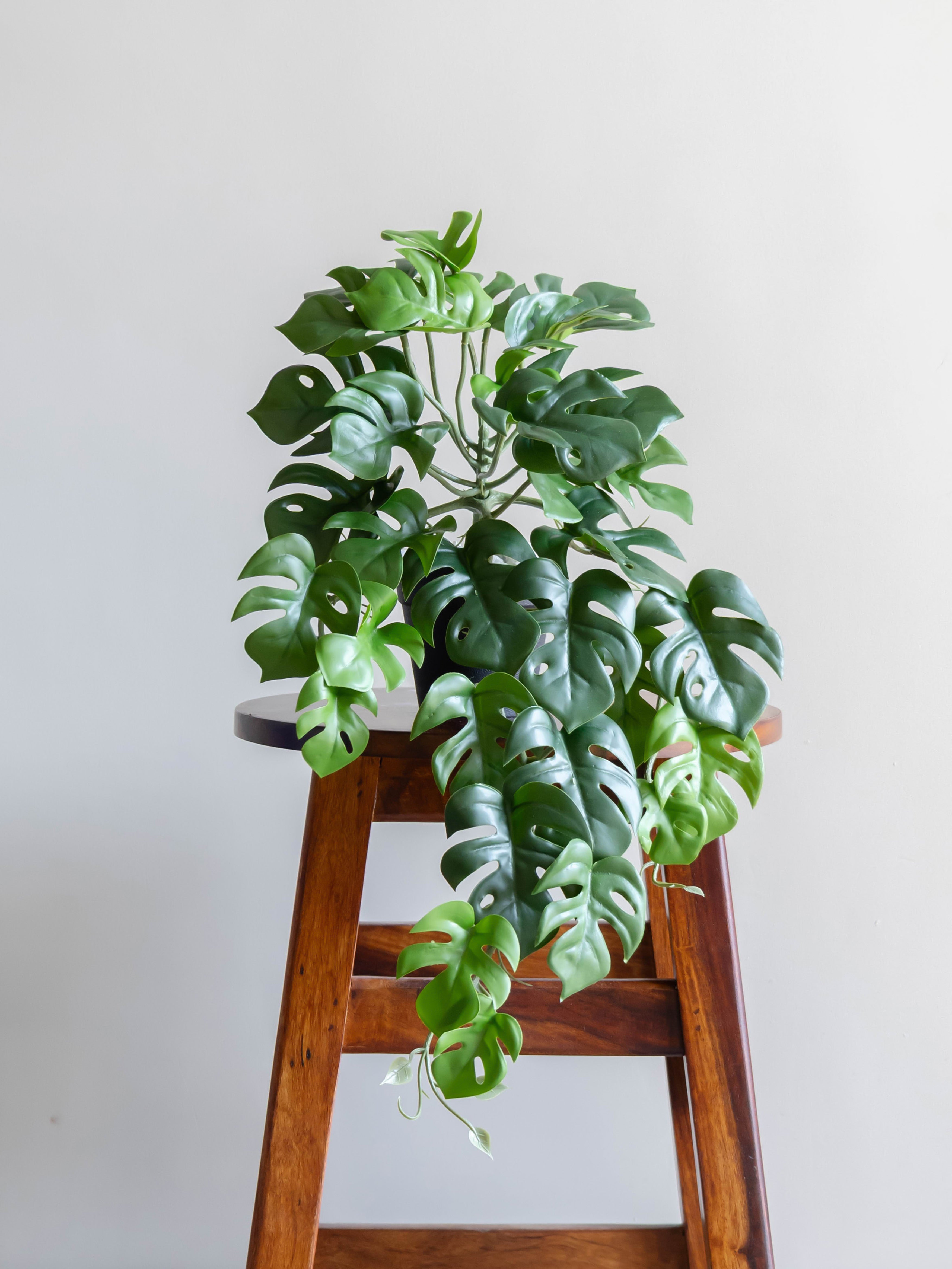 Artificial Split Philo Creeper 50cm