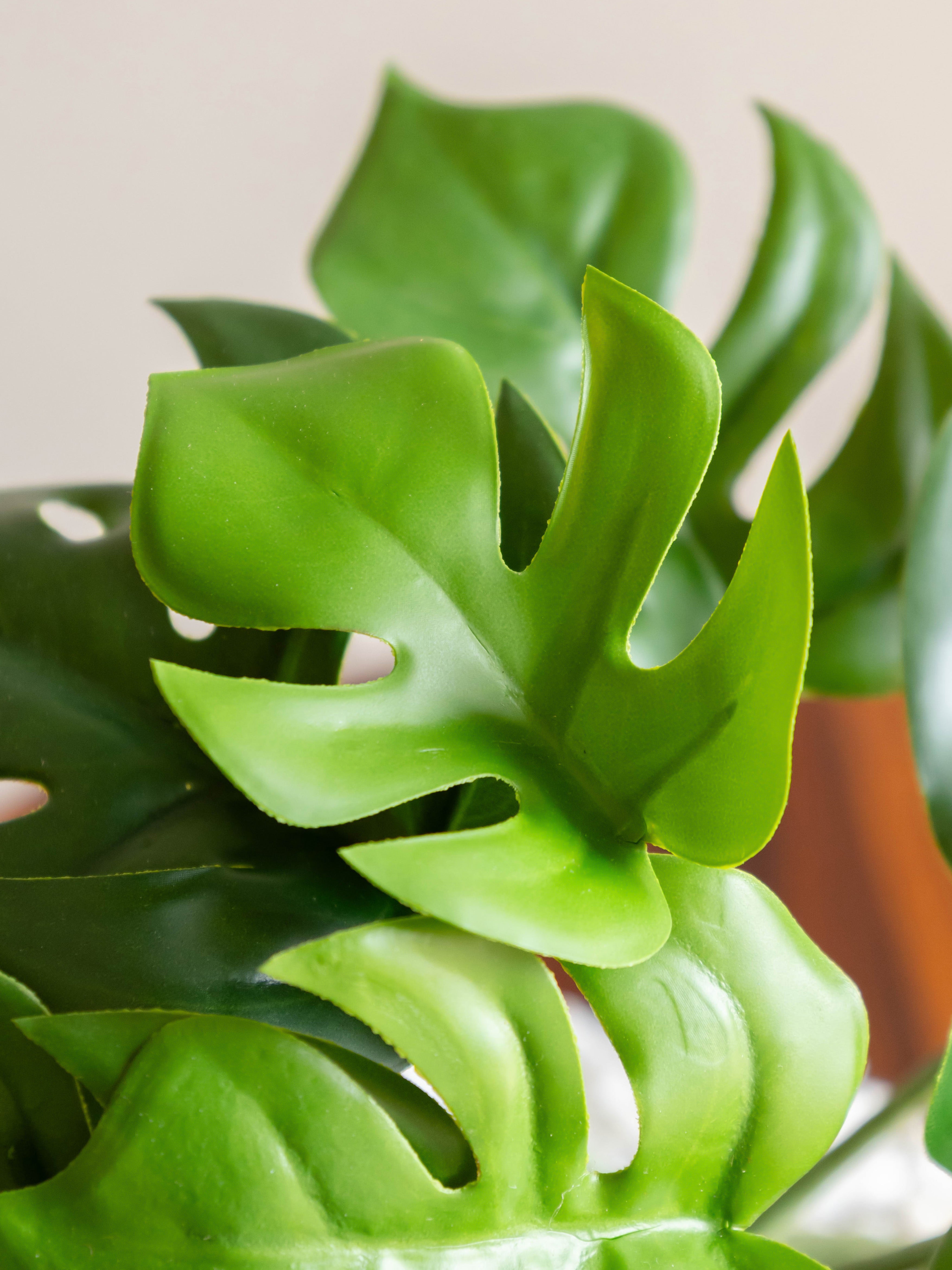 Artificial Split Philo Creeper 50cm