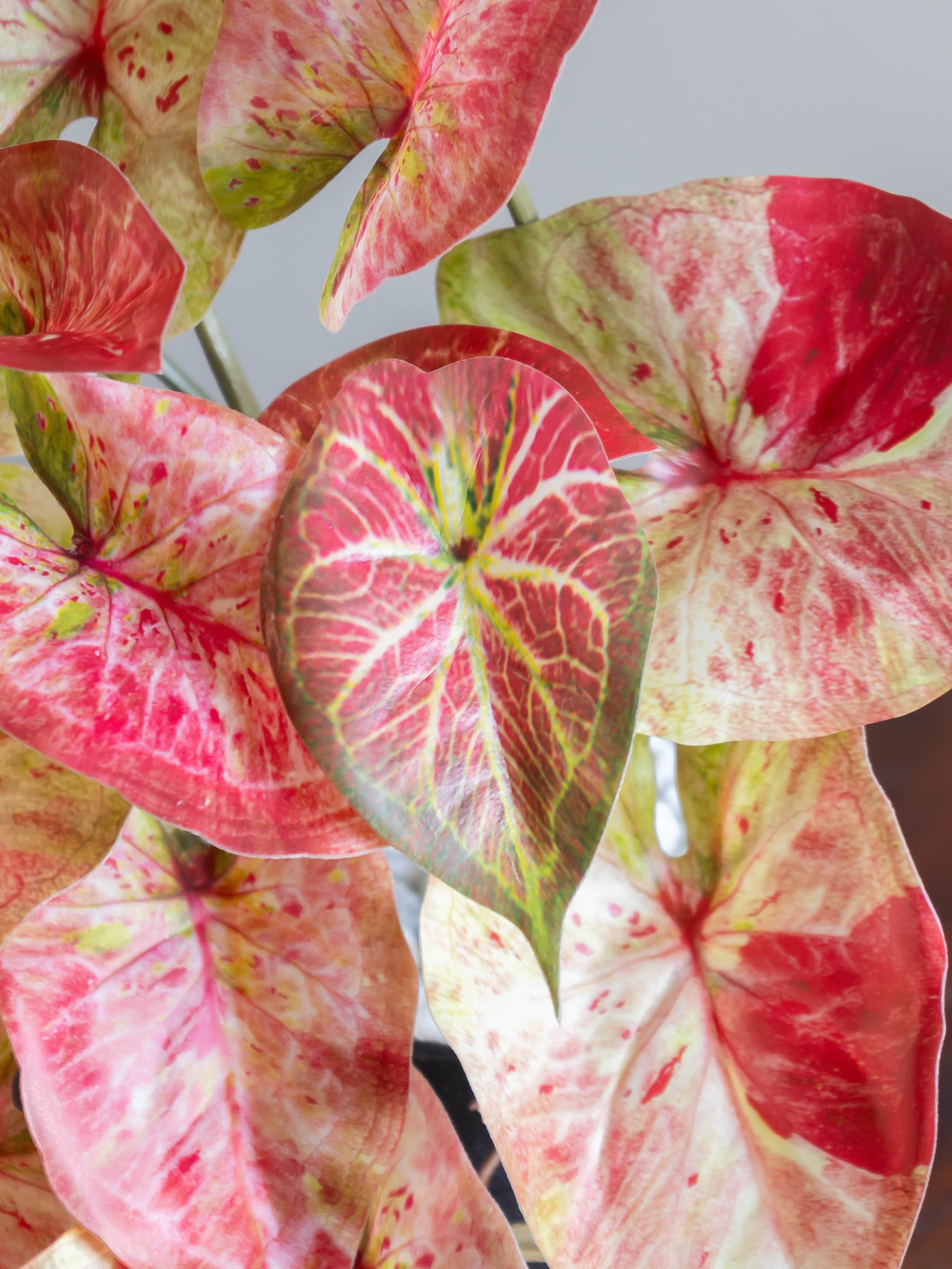 Artificial Pink Caladium Creeper 50cm