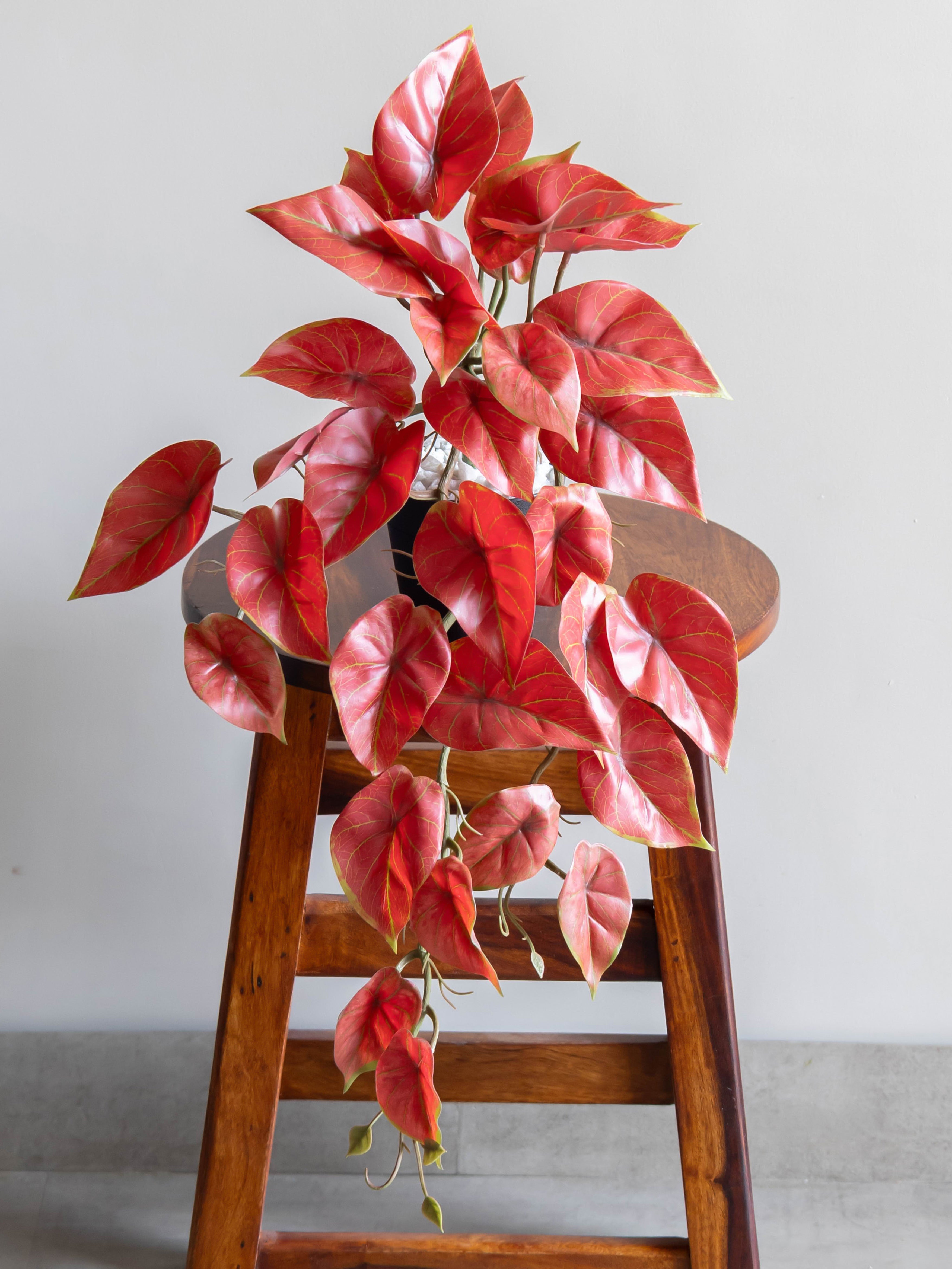 Artificial Crimson Red Caladium Creeper 50cm