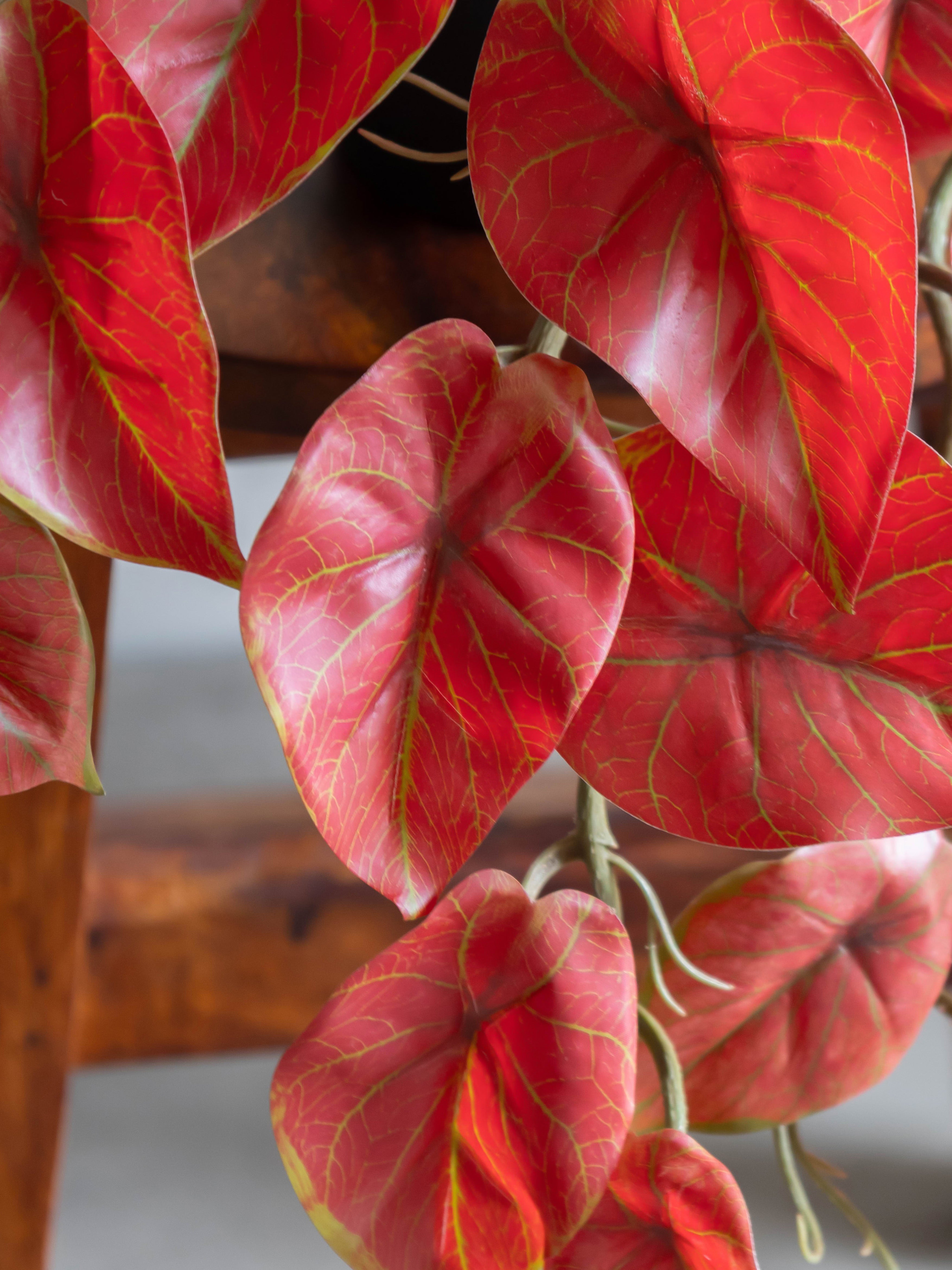 Artificial Crimson Red Caladium Creeper 50cm