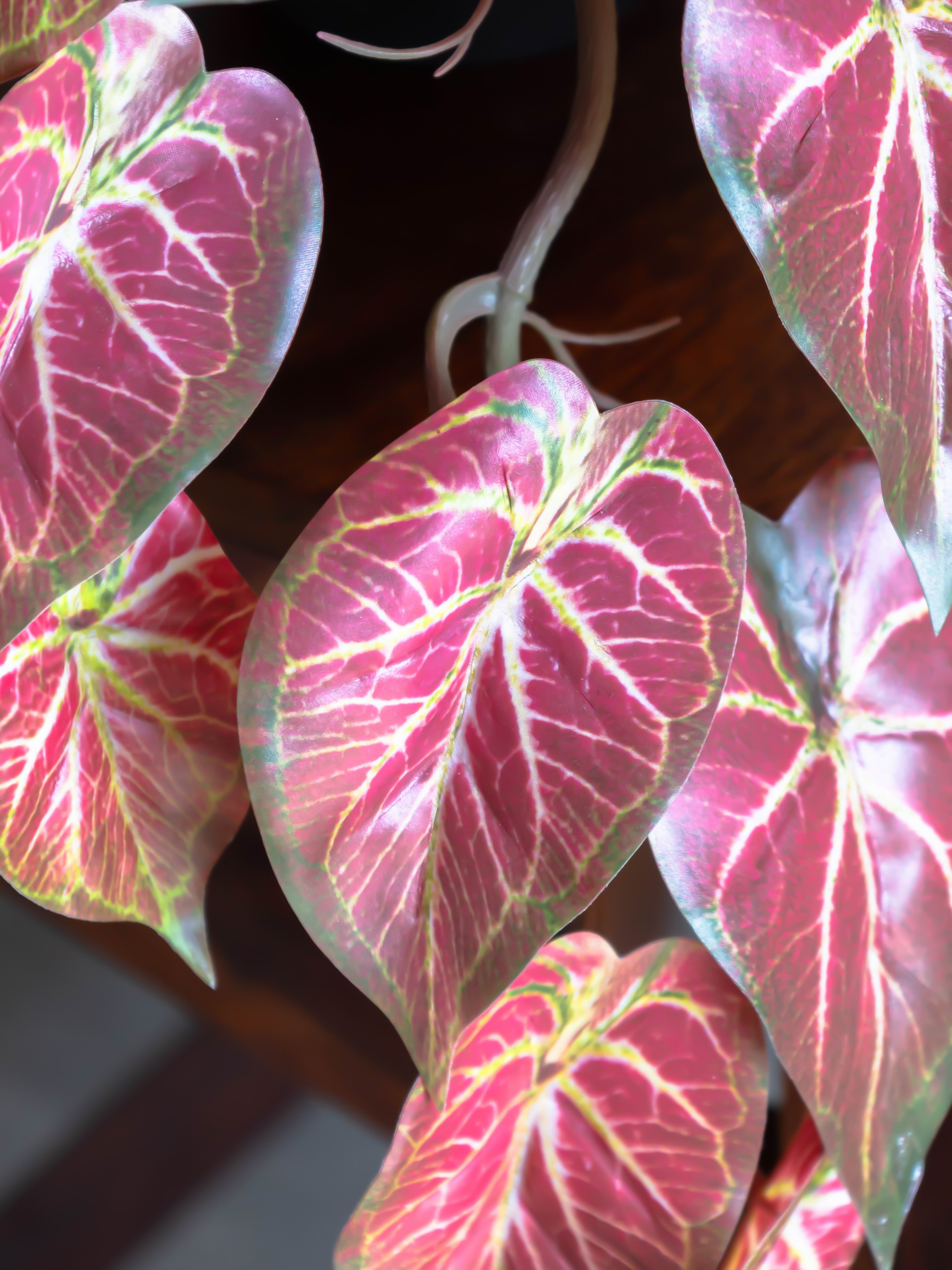 Artificial Bicolor Caladium Creeper 50cm