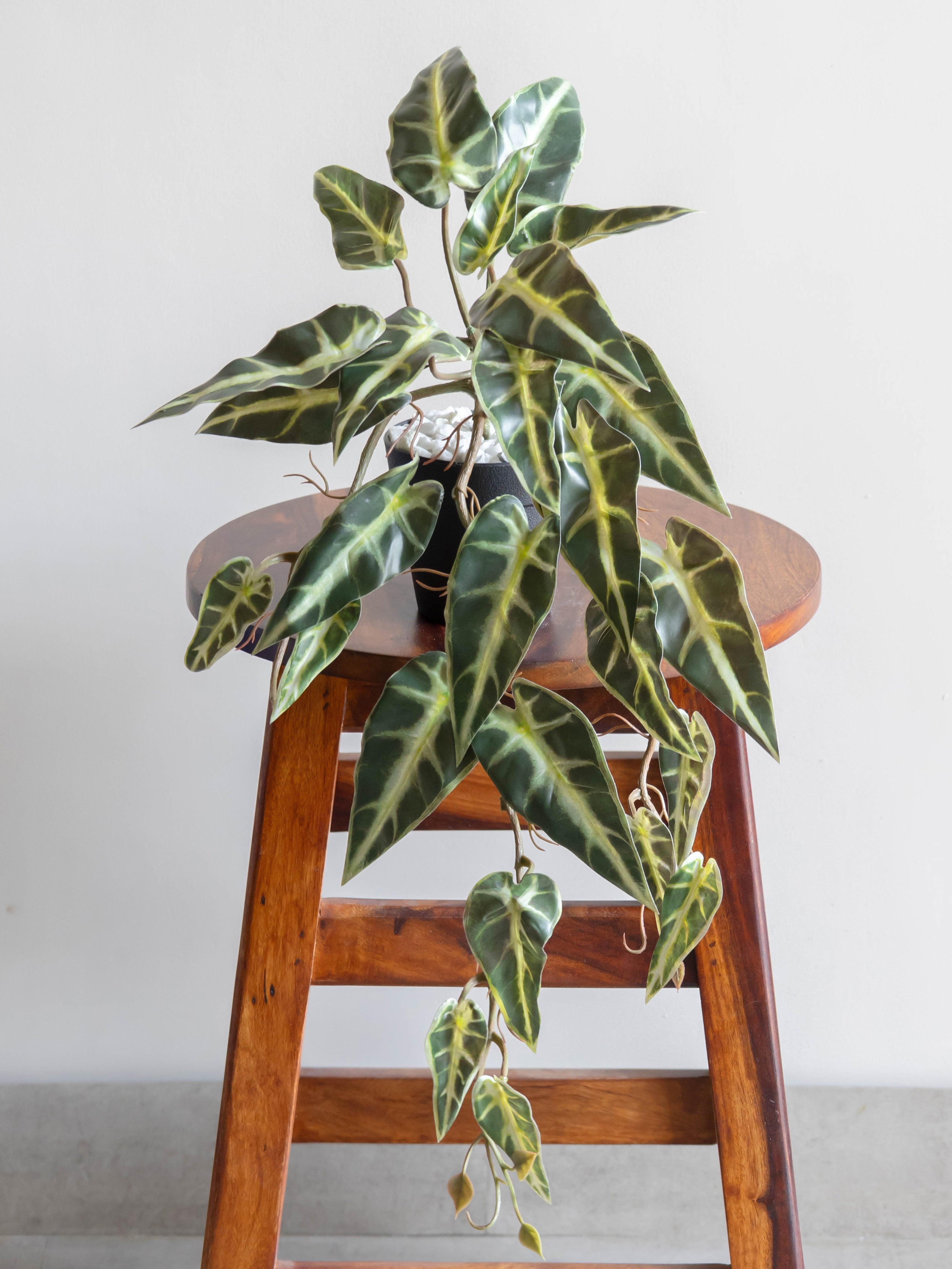 Artificial Variegated Alocasia Creeper
