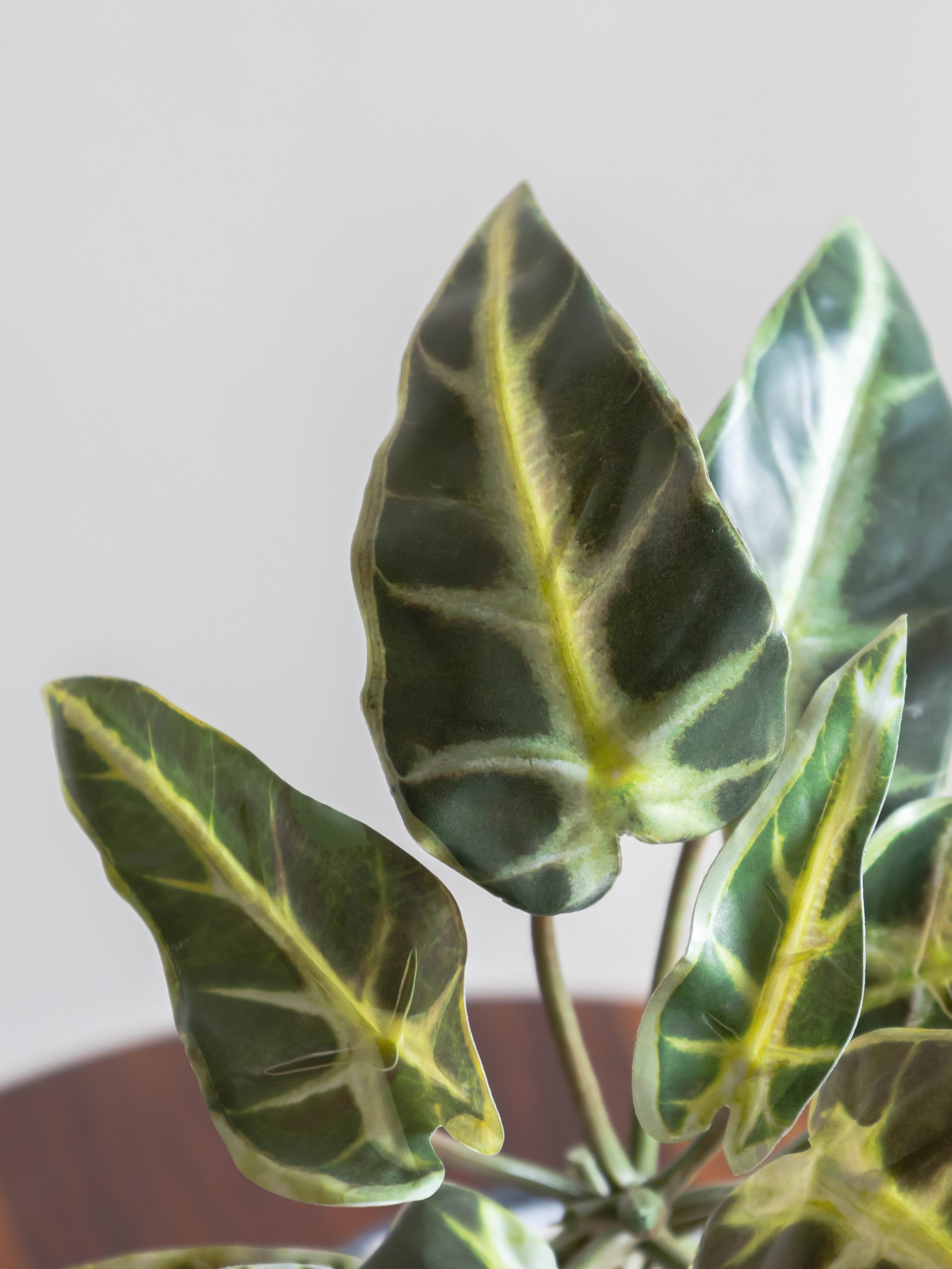 Artificial Variegated Alocasia Creeper
