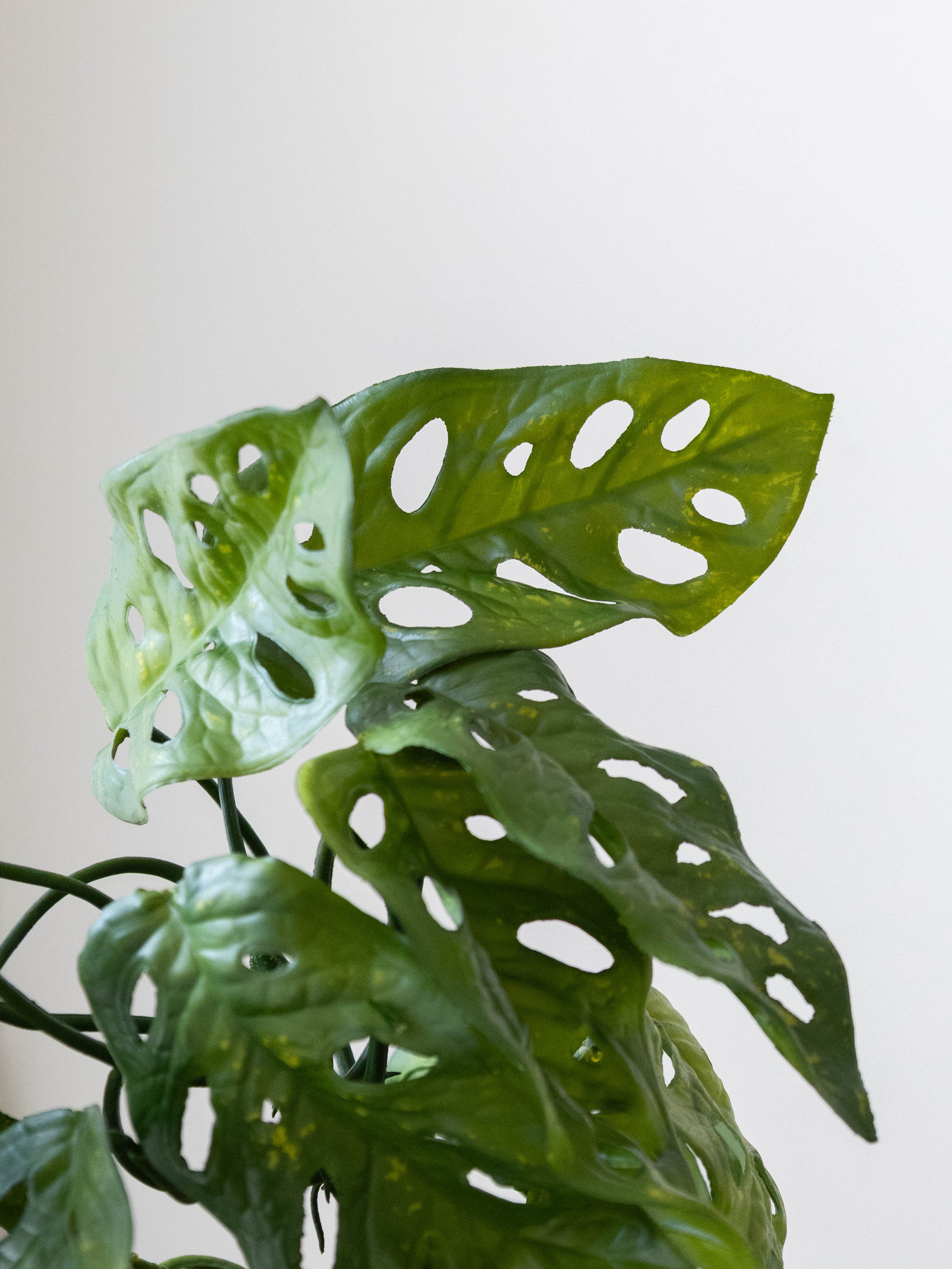 Artificial Monstera Adansonii Creeper