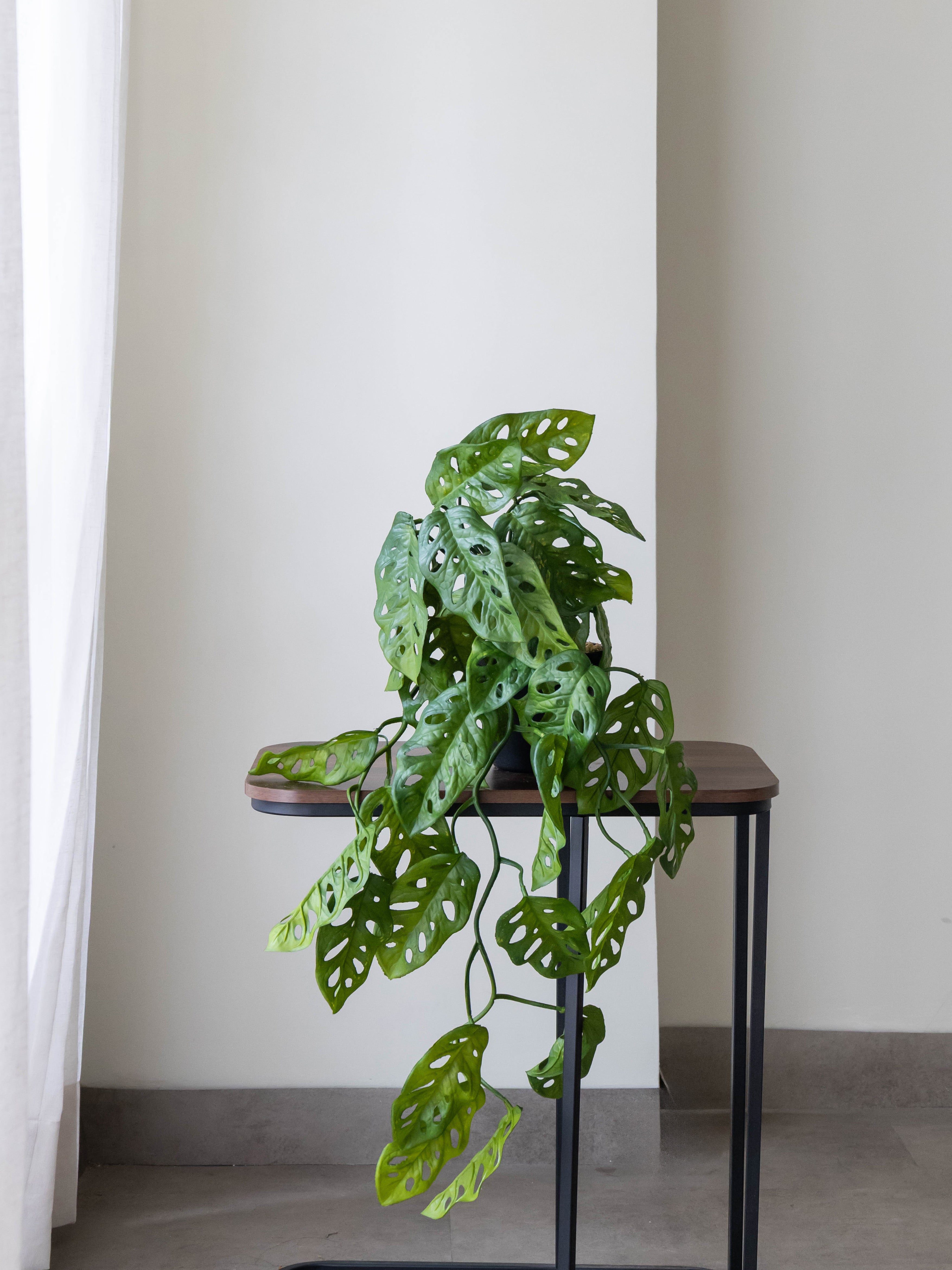 Artificial Monstera Adansonii Creeper