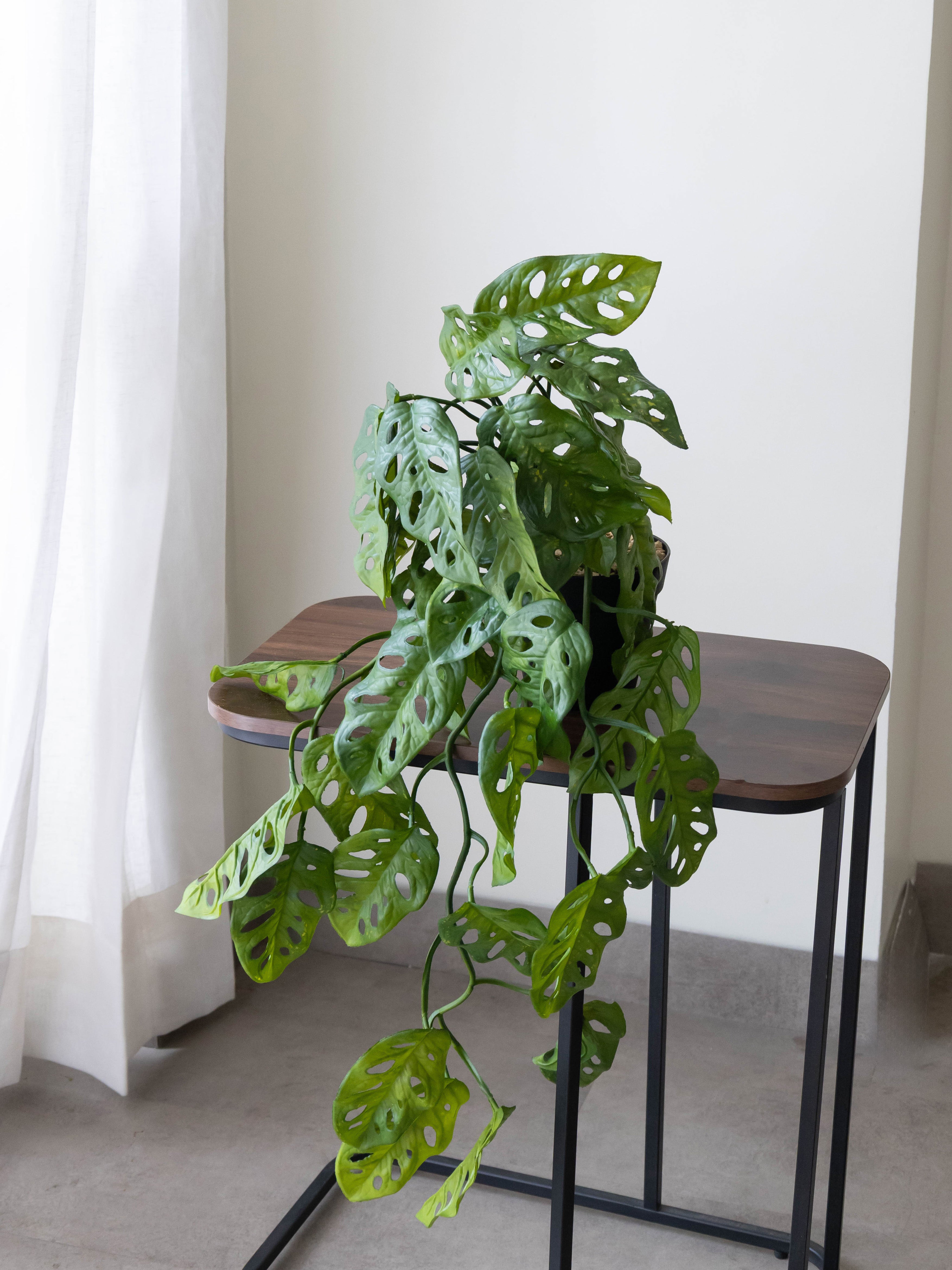 Artificial Monstera Adansonii Creeper