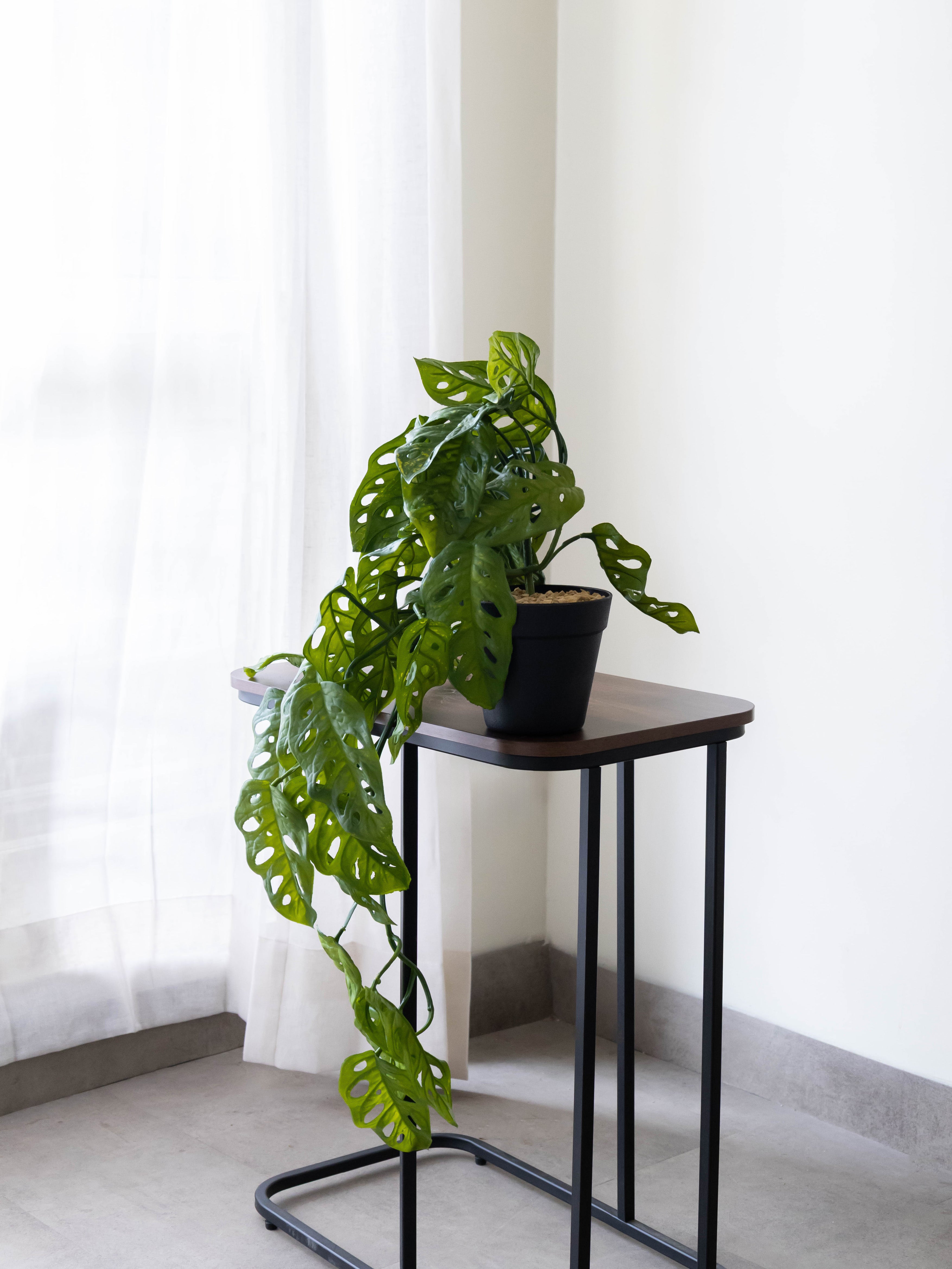 Artificial Monstera Adansonii Creeper