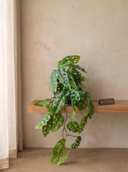 Artificial Monstera Adansonii Creeper
