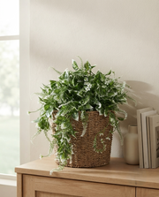 Artificial Variegated Hanging Creeper 76cm