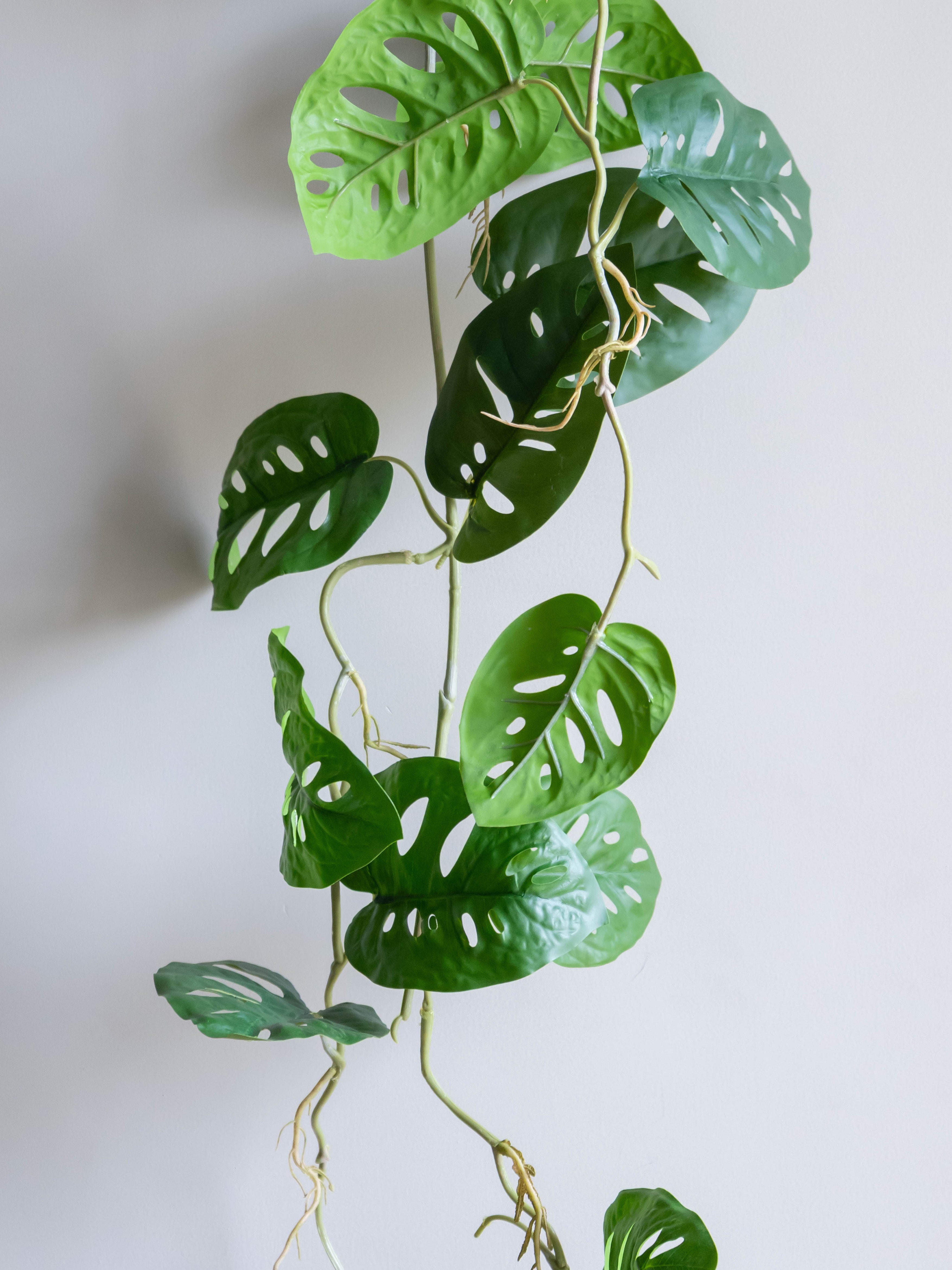 Artificial Swiss Cheese Hanging Vine 4ft