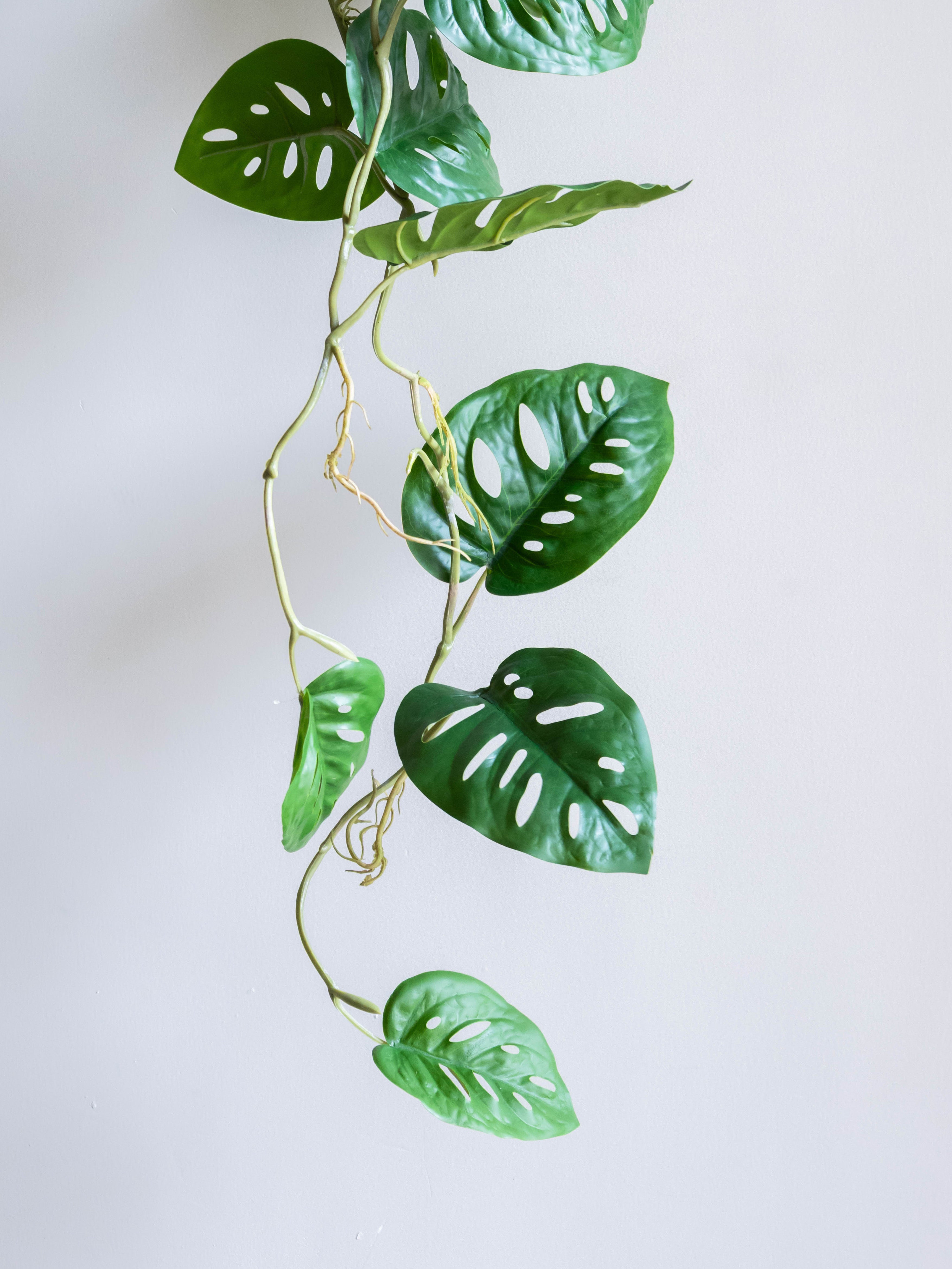 Artificial Swiss Cheese Hanging Vine 4ft
