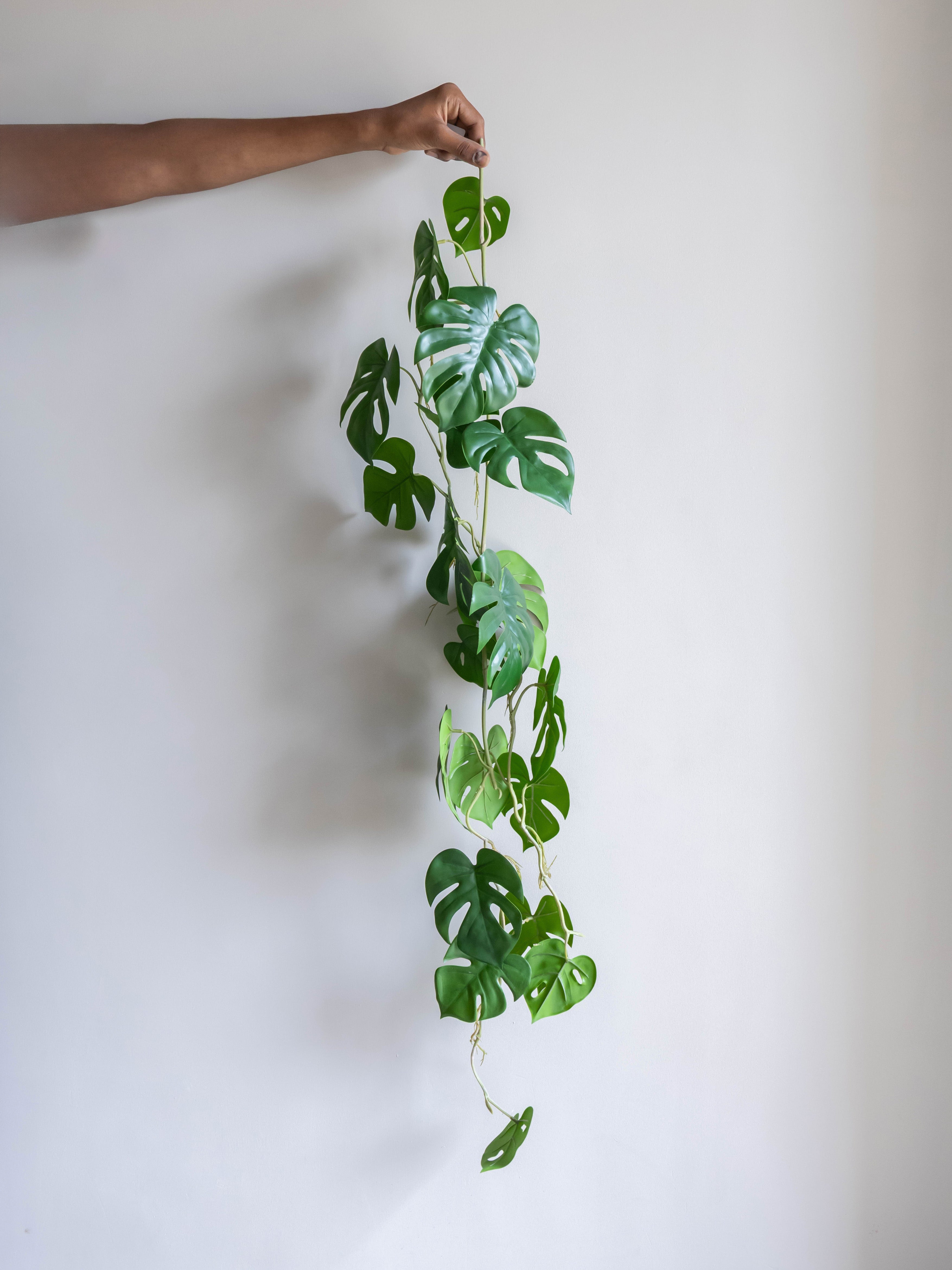 Artificial Mini Split Philodendron Hanging Vine 4ft