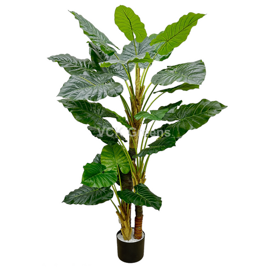 Artificial Evergreen Leaf Plant 6ft With Pot