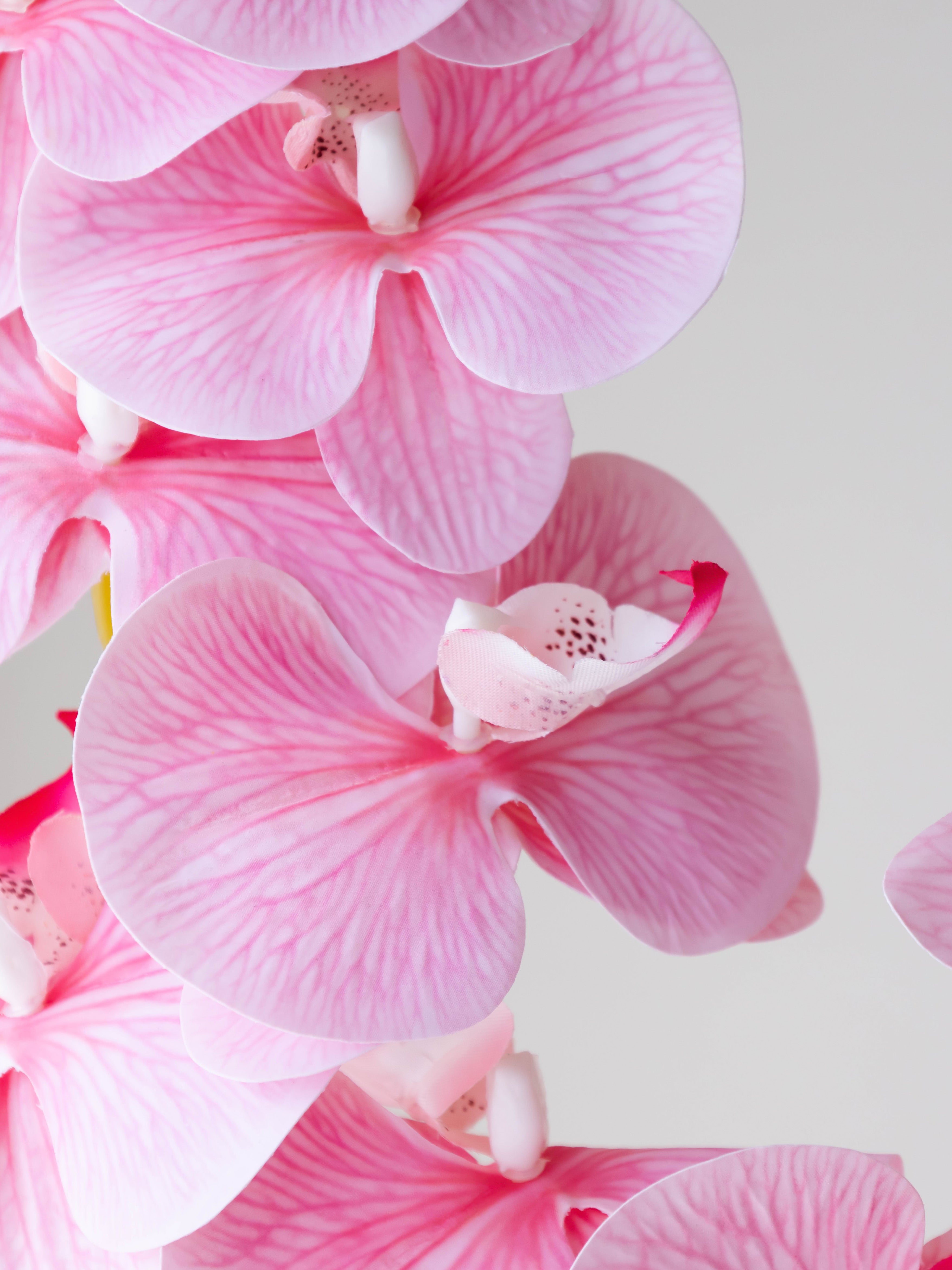 Artificial Pink Phalaenopsis Orchid Stem