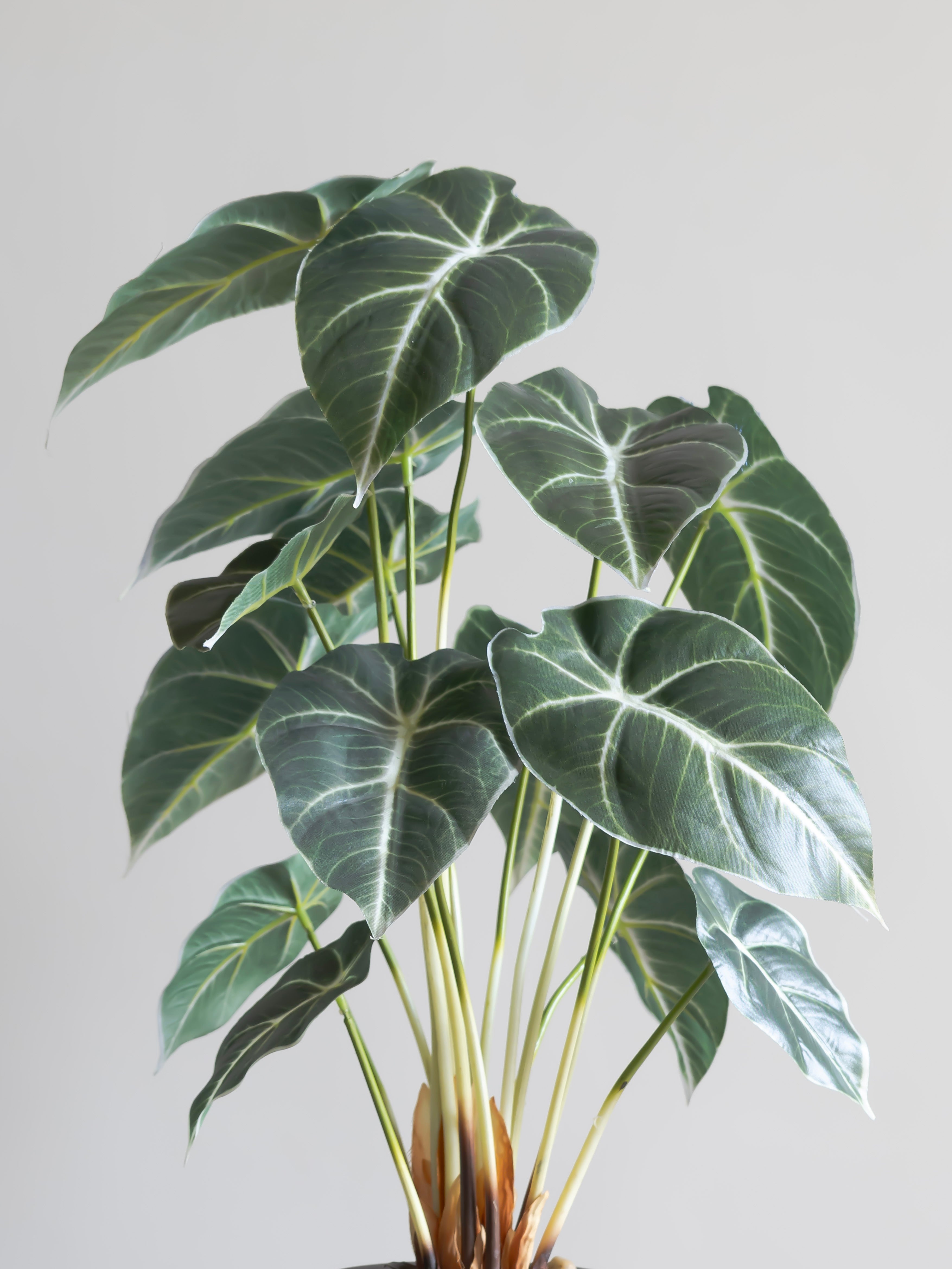 Artificial Alocasia Leaf Bonsai 2ft