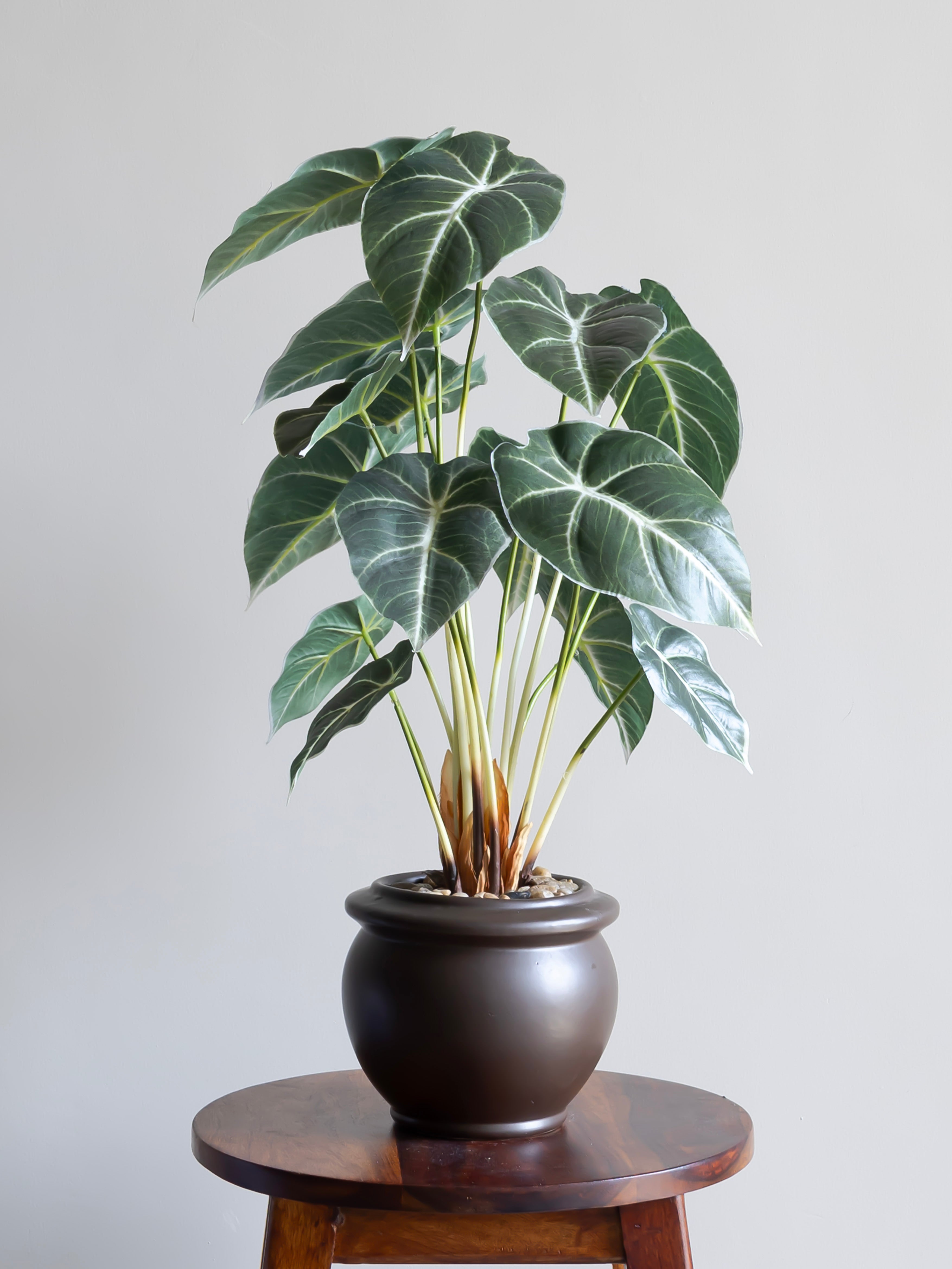 Artificial Alocasia Leaf Bonsai 2ft