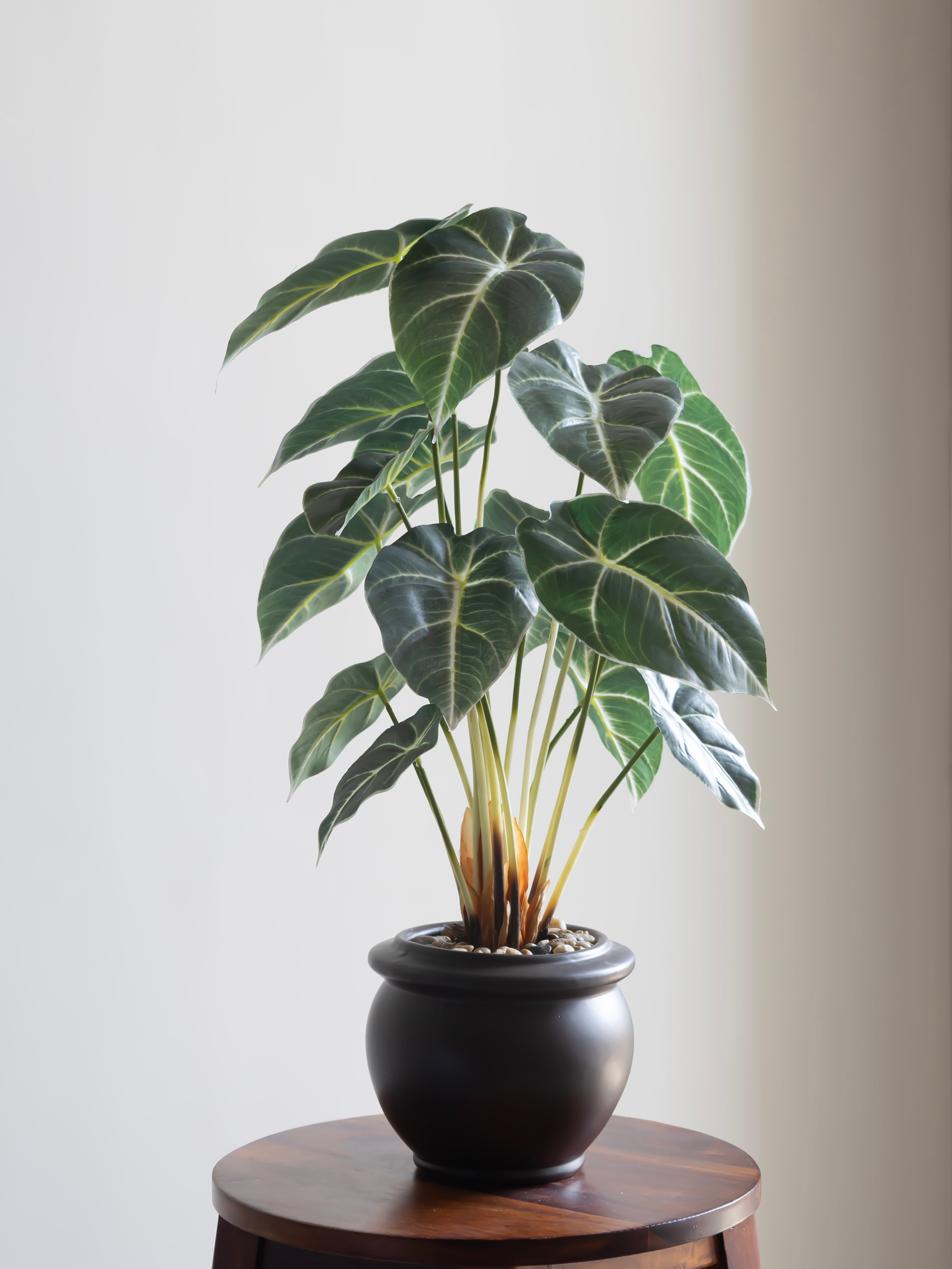 Artificial Alocasia Leaf Bonsai 2ft