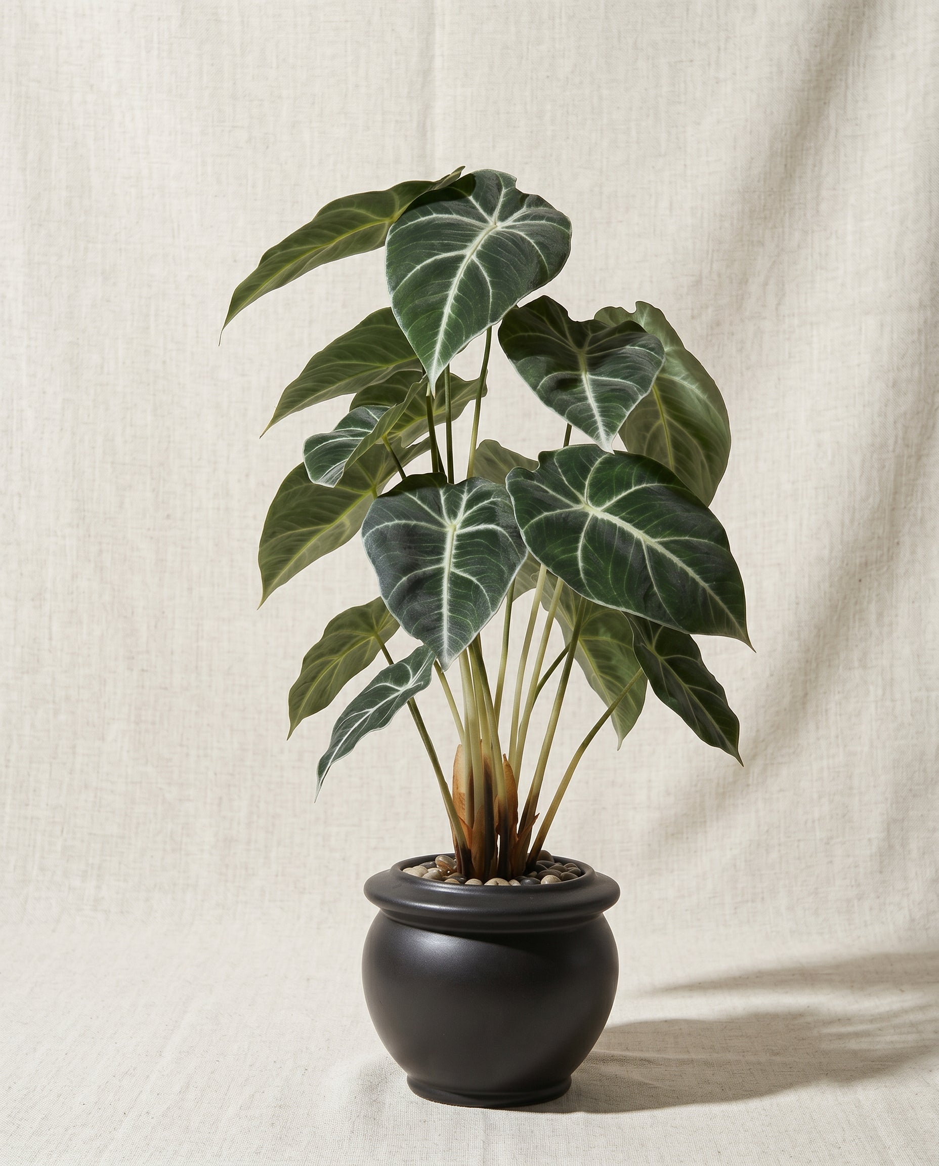 Artificial Alocasia Leaf Bonsai 2ft