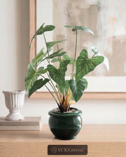 Artificial Tropical Alocasia Leaf Bonsai 2ft