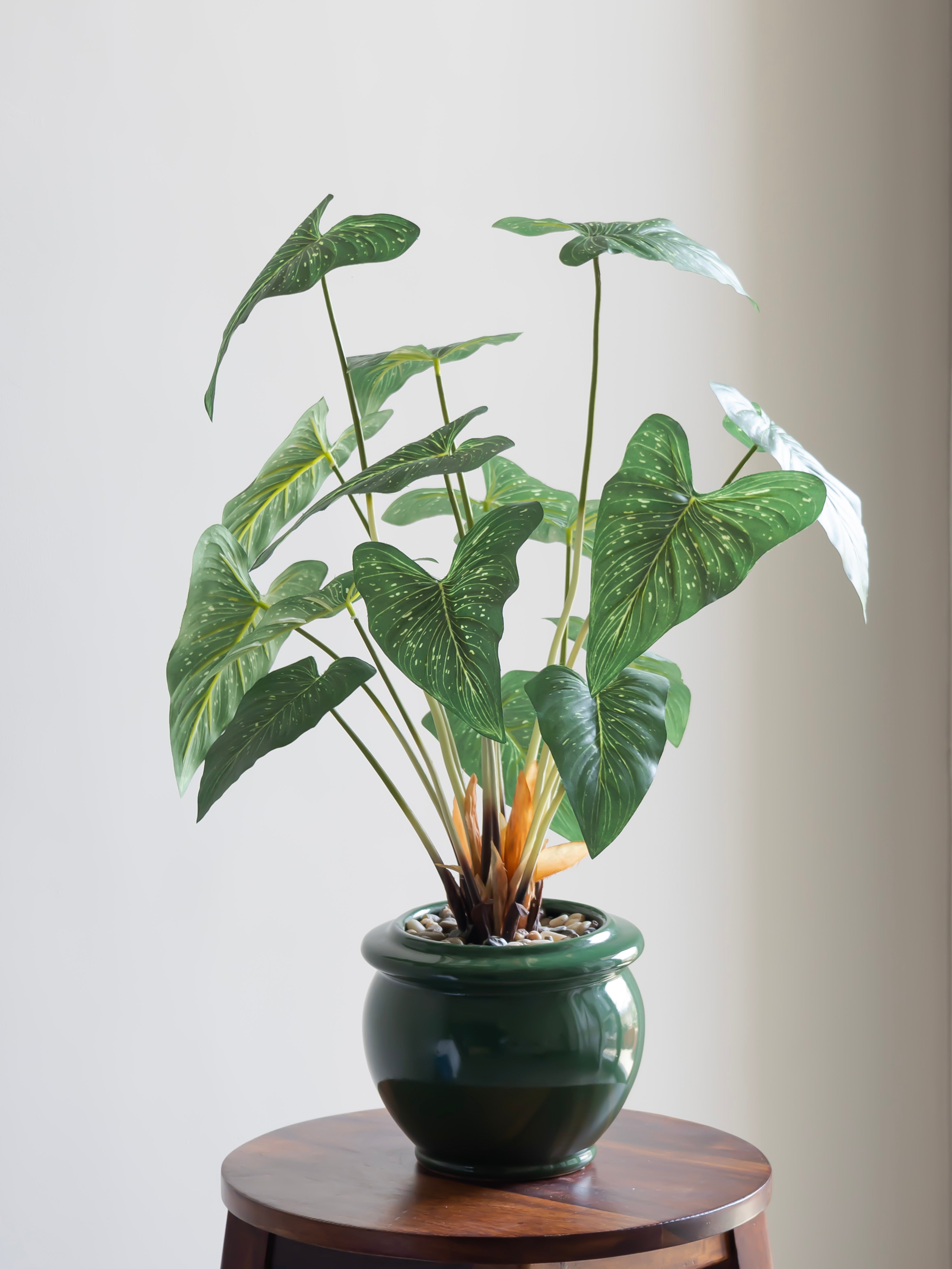 Artificial Tropical Alocasia Leaf Bonsai 2ft